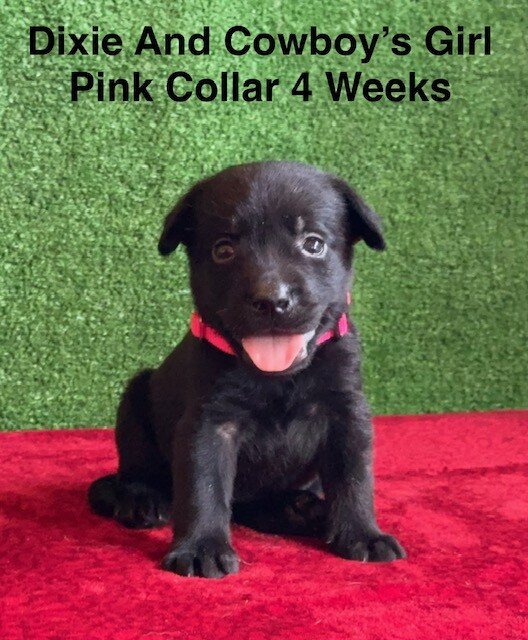 AKC Black Labrador Puppies image 4