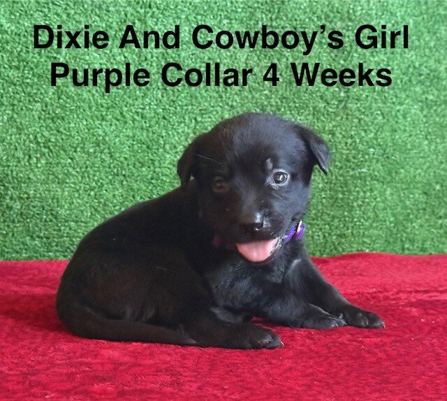 AKC Black Labrador Puppies image 5