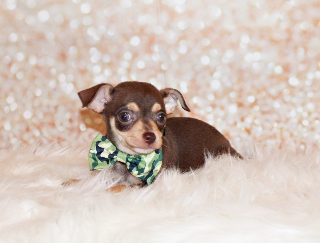 Gossett - Adorable Chocolate and Tan Baby image 3
