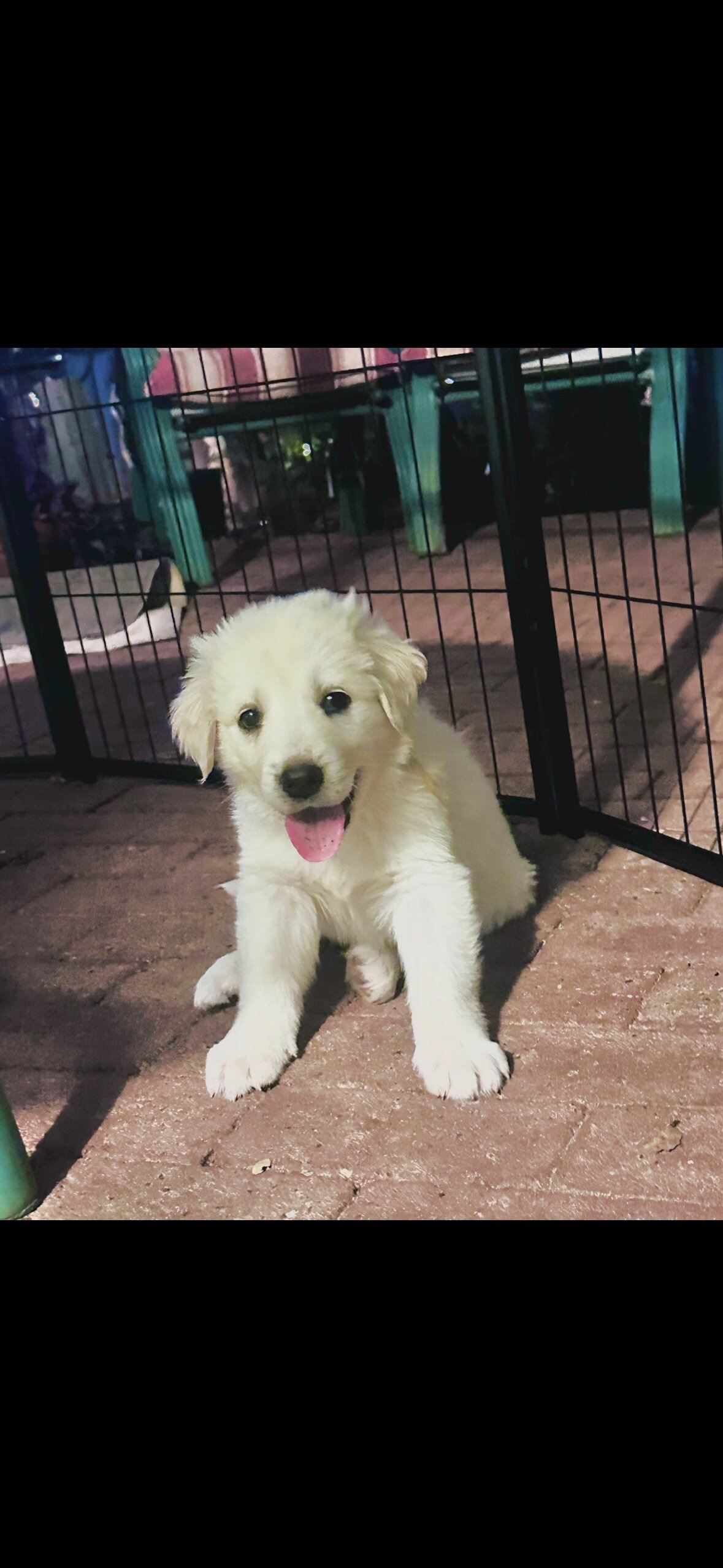 Akbash/Anatolian Pyrenees LGD/Family puppies image 10