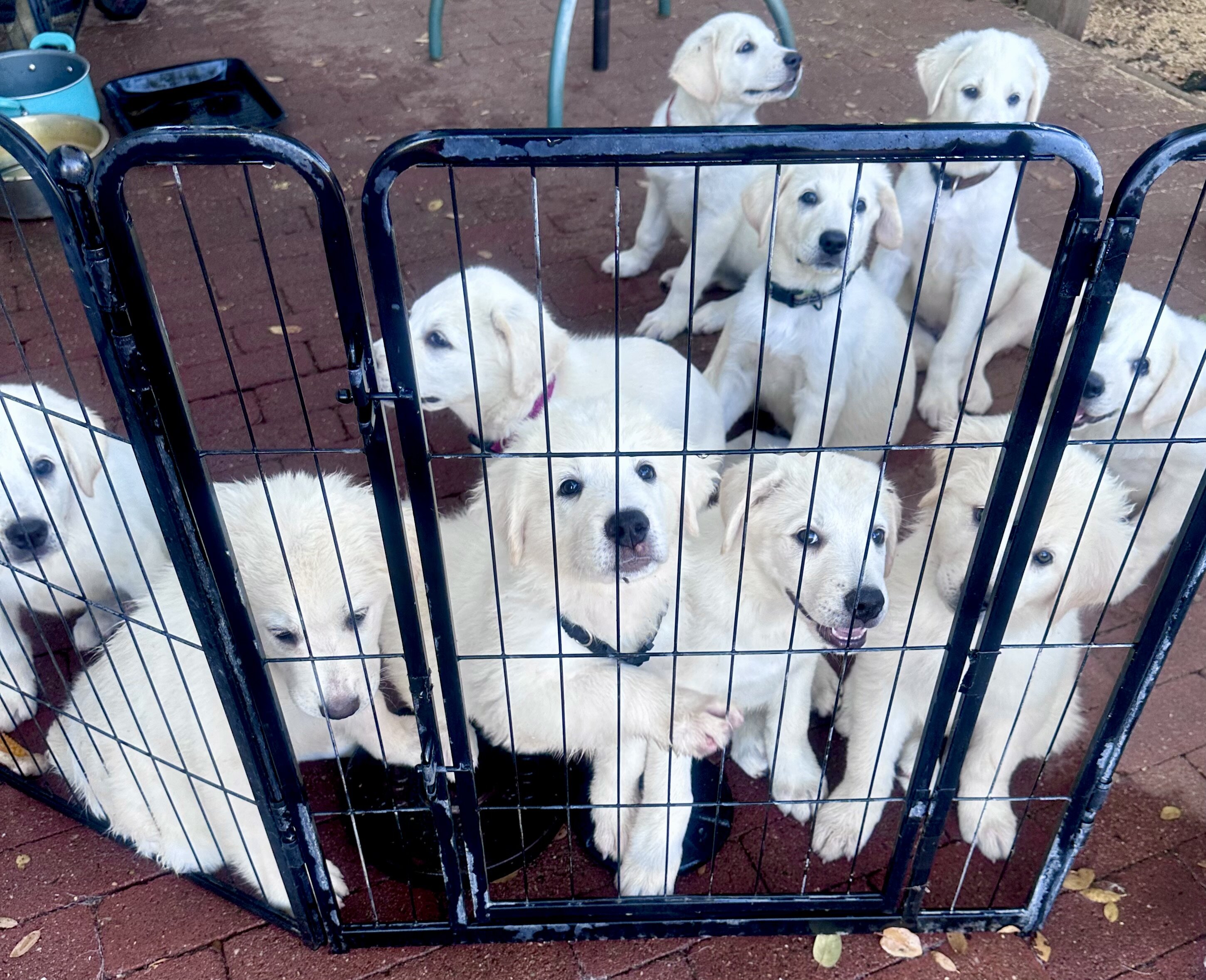 Akbash/Anatolian Pyrenees LGD/Family puppies image 7