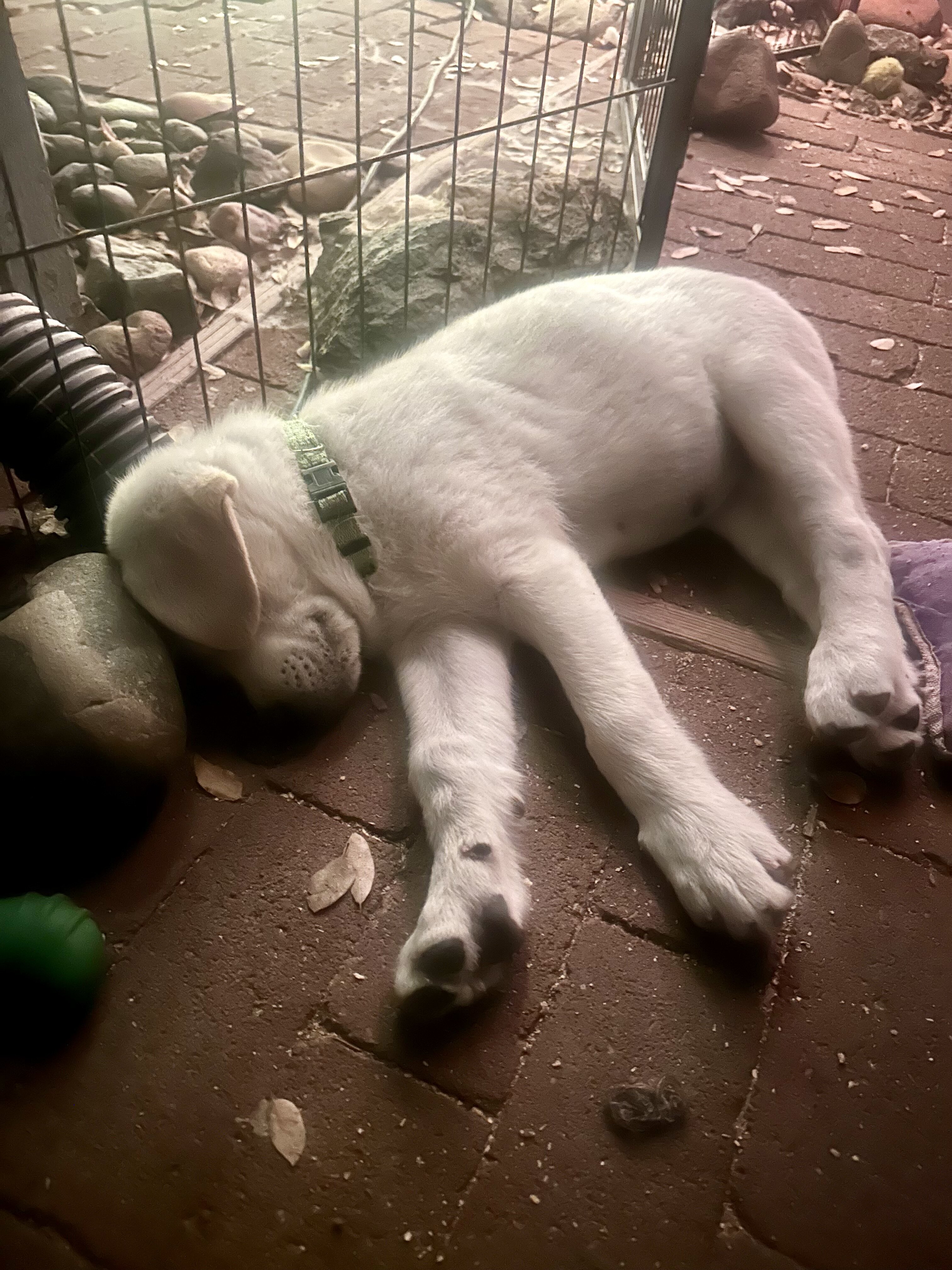 Akbash/Anatolian Pyrenees LGD/Family puppies image 9