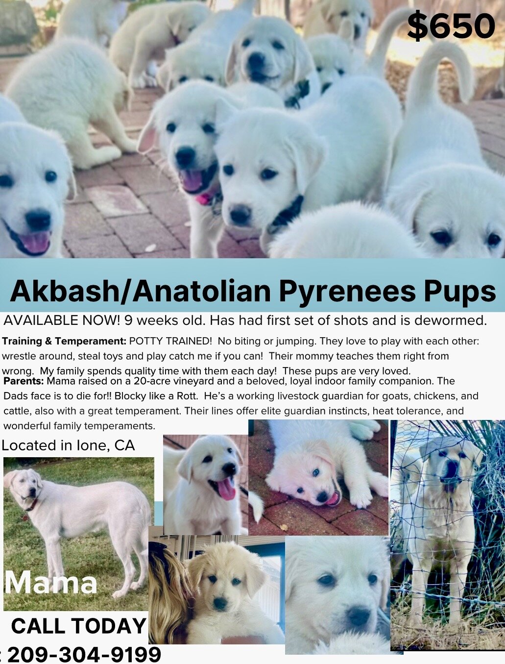 Akbash/Anatolian Pyrenees LGD/Family puppies image 8