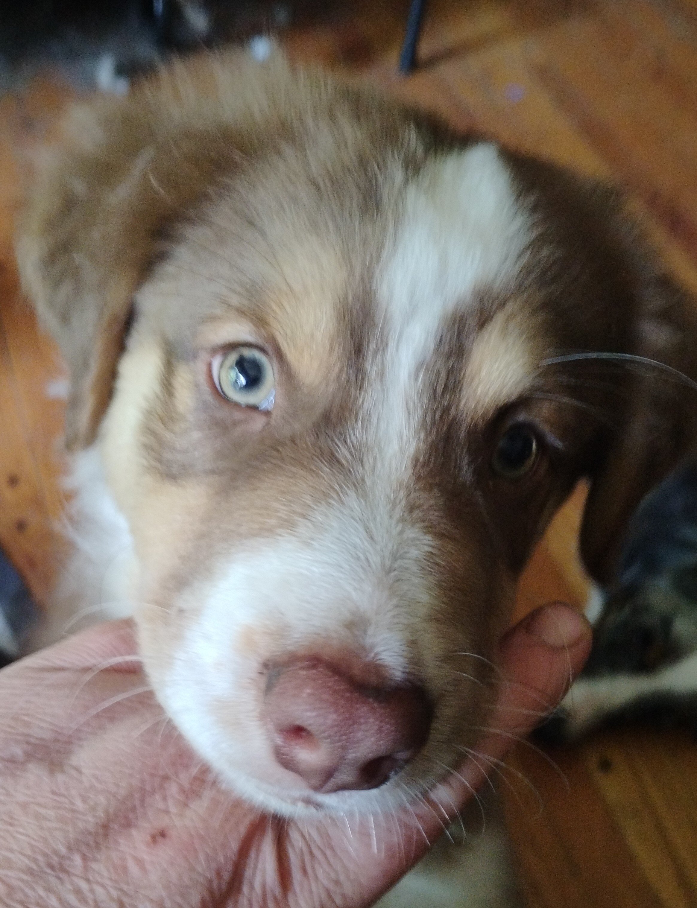Australian Shepherd image 5