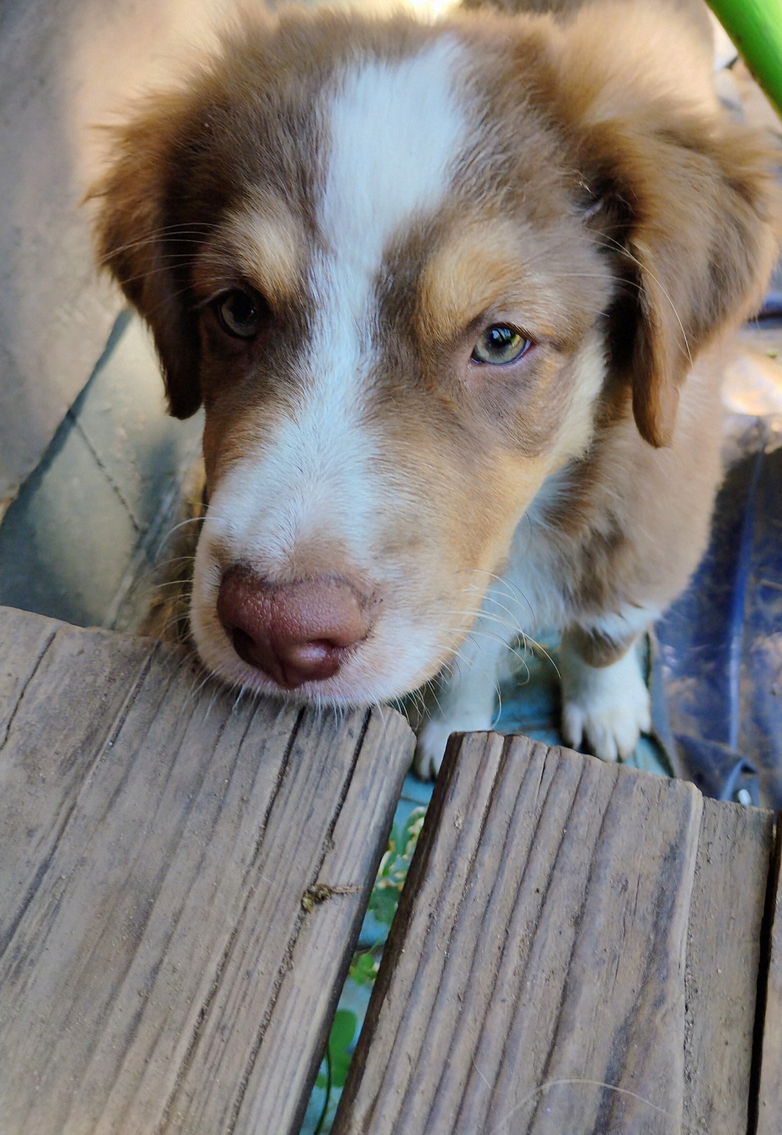Australian Shepherd image 4