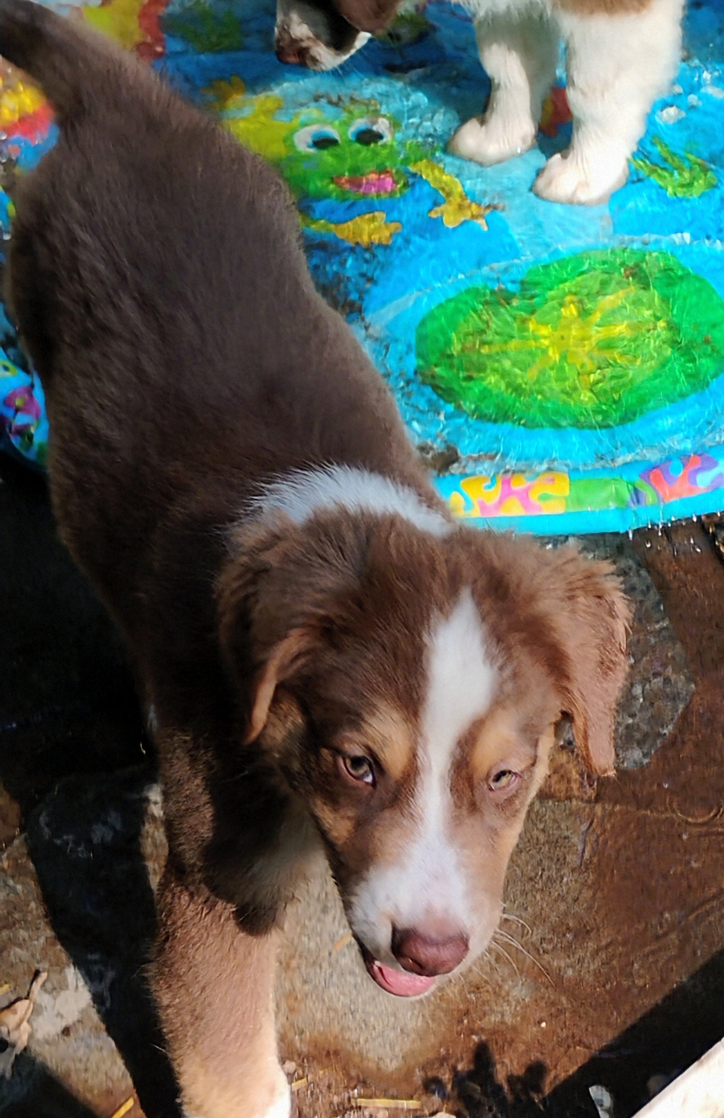 Australian Shepherd image 3