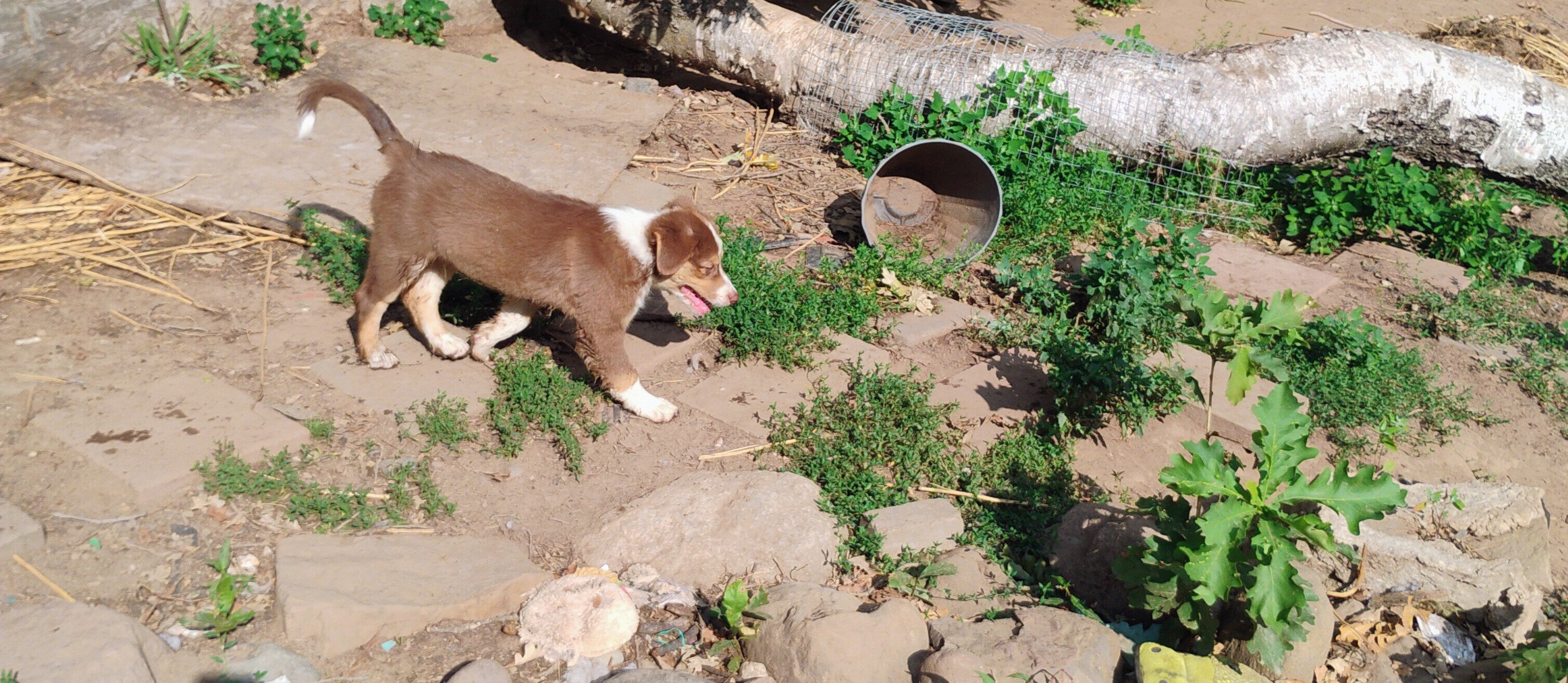 Australian Shepherd image 6