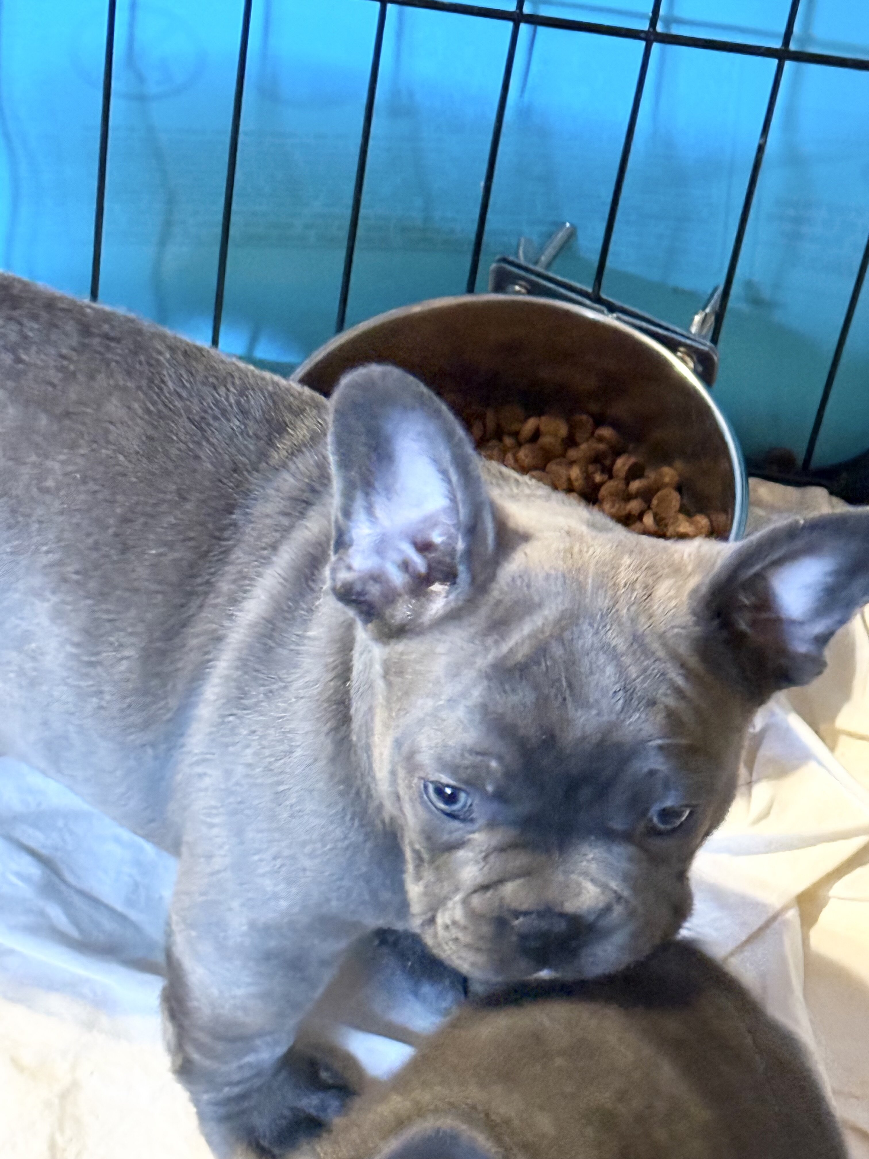 French Bulldog Lilac *****SOLD***** image 2