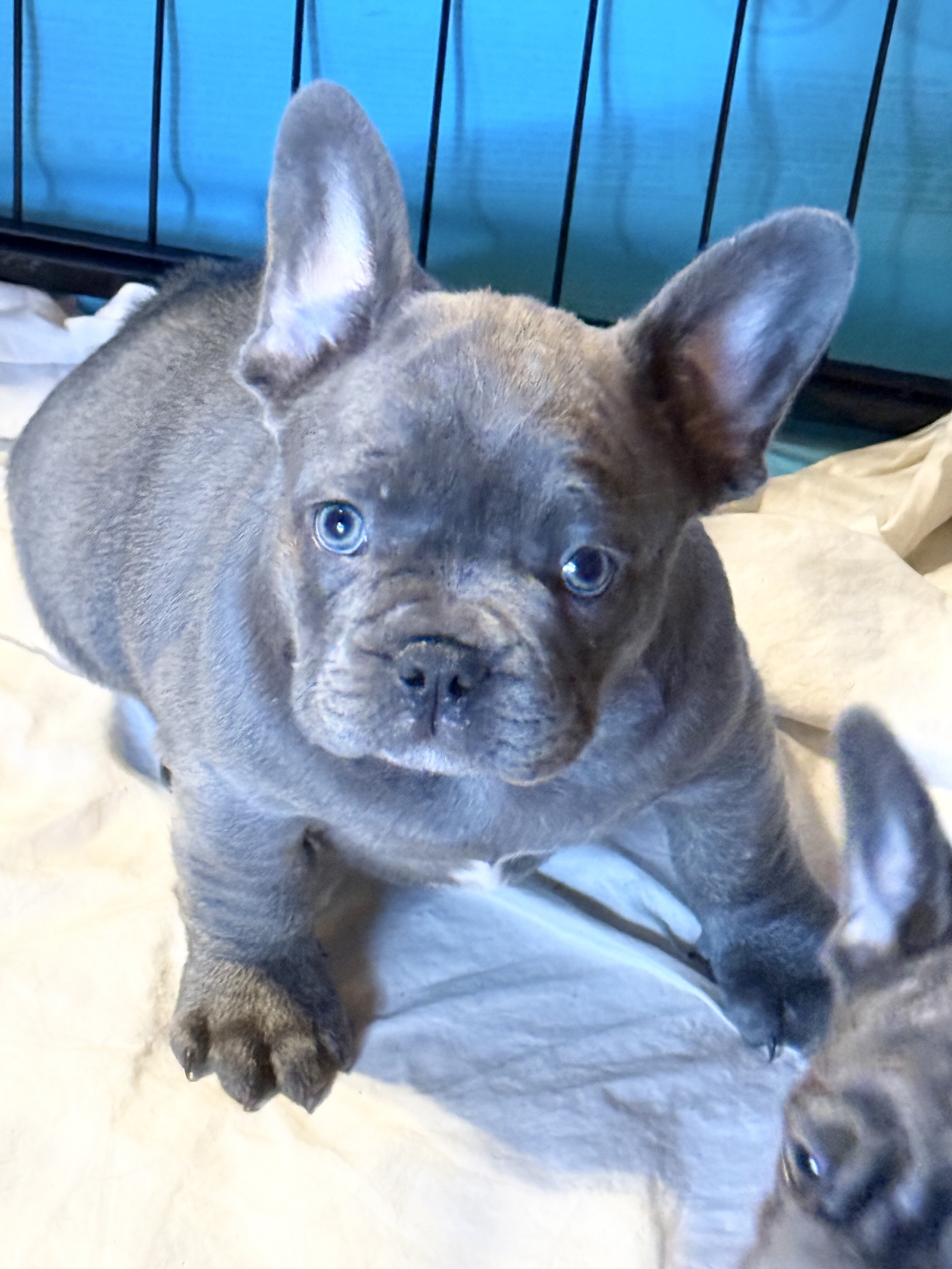 French Bulldog Lilac *****SOLD***** image 1