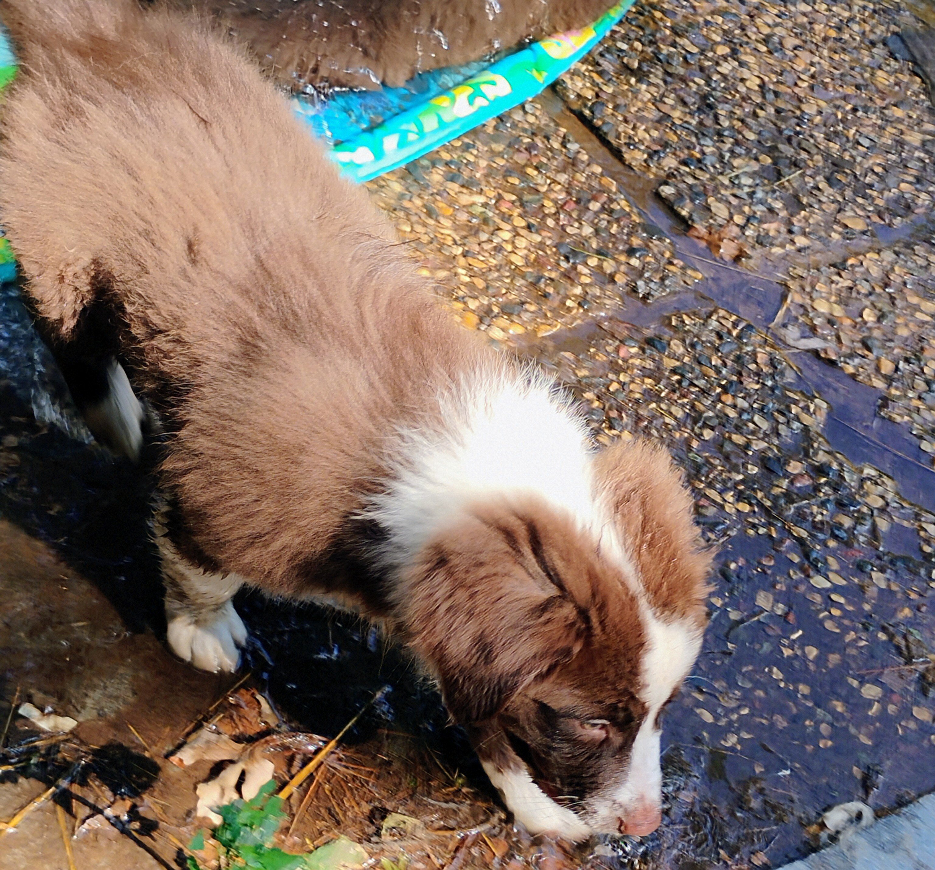 Thicket-Australian Shepherd image 6
