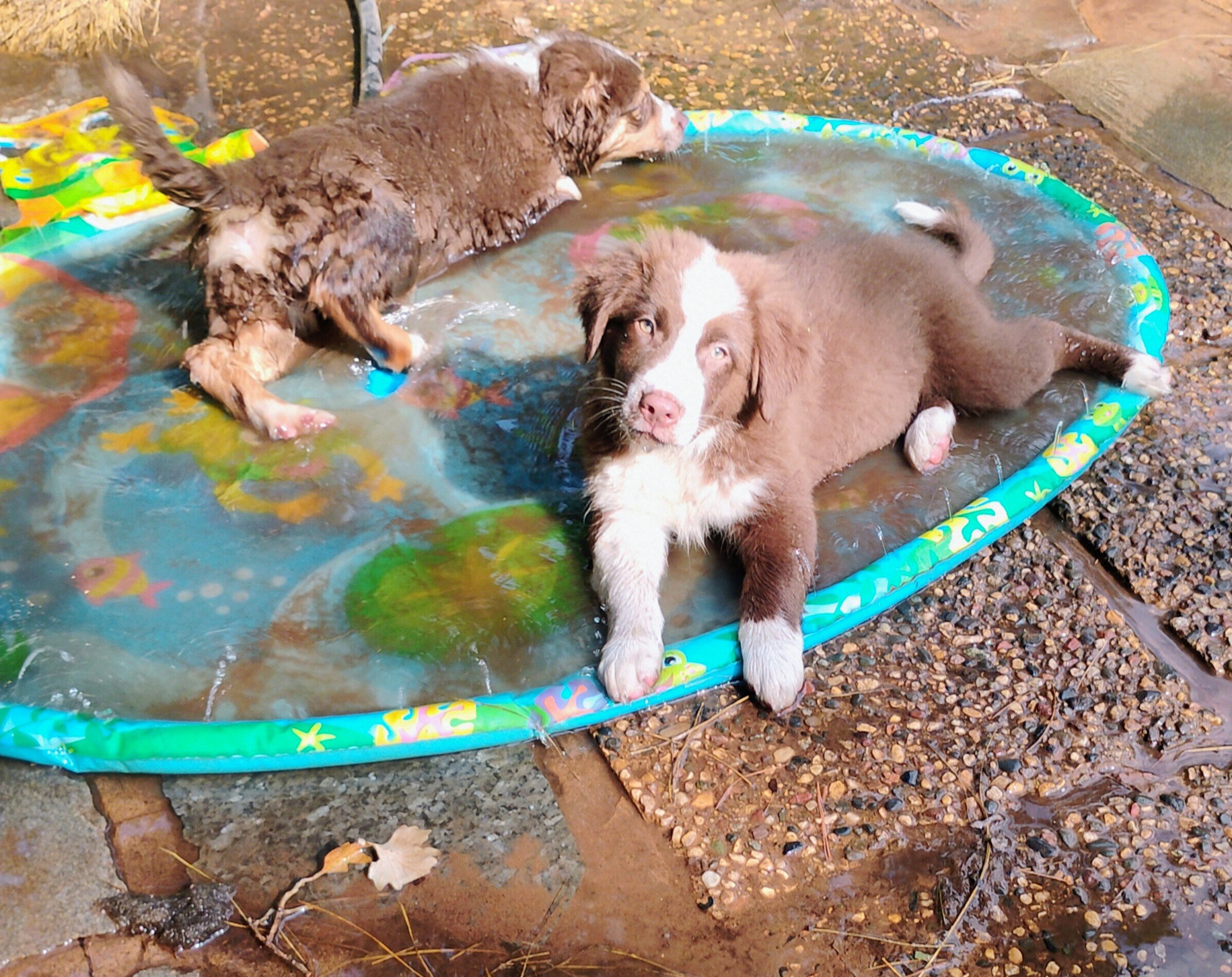 Thicket-Australian Shepherd image 5