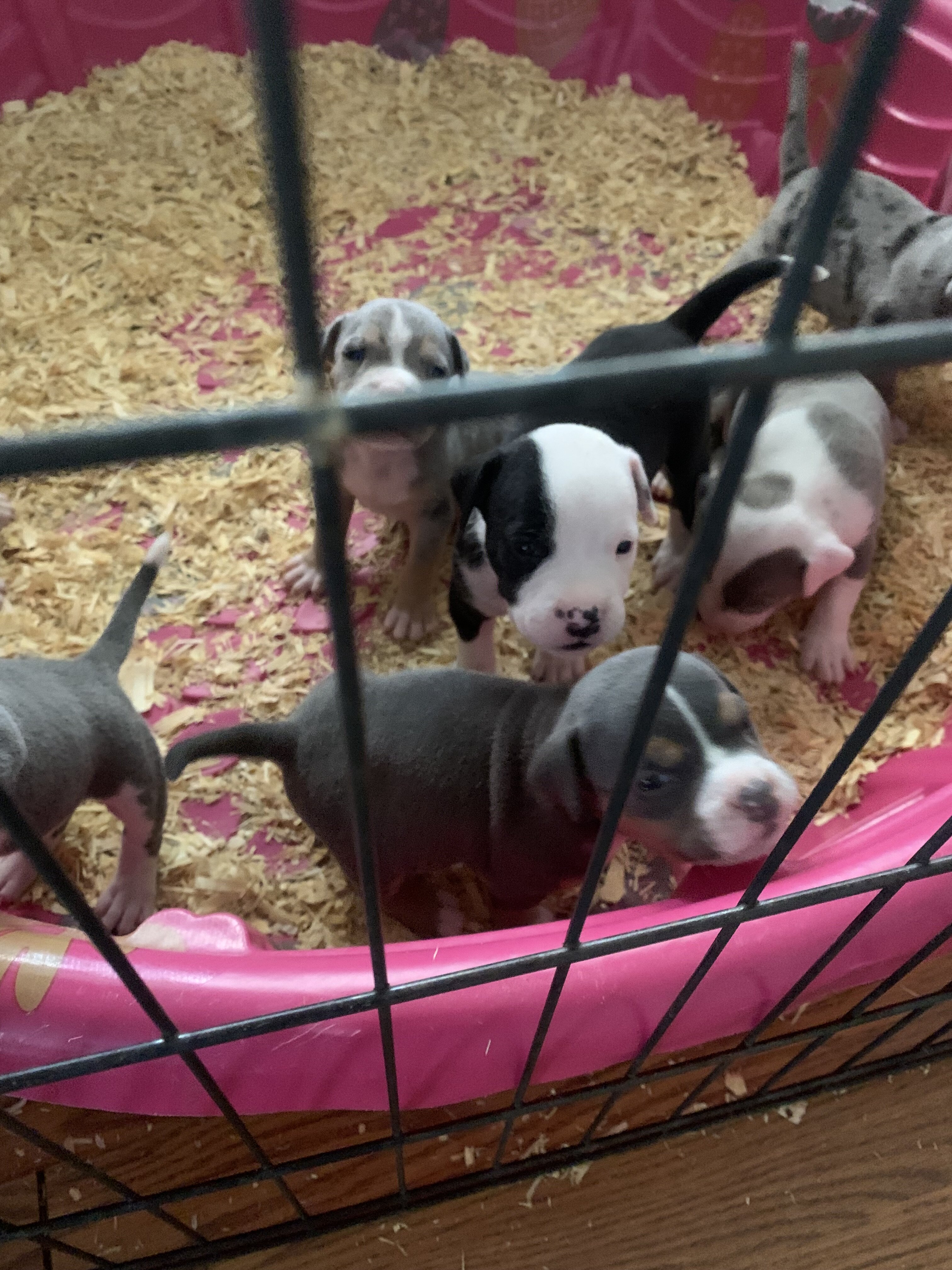 American classic bullies image 1
