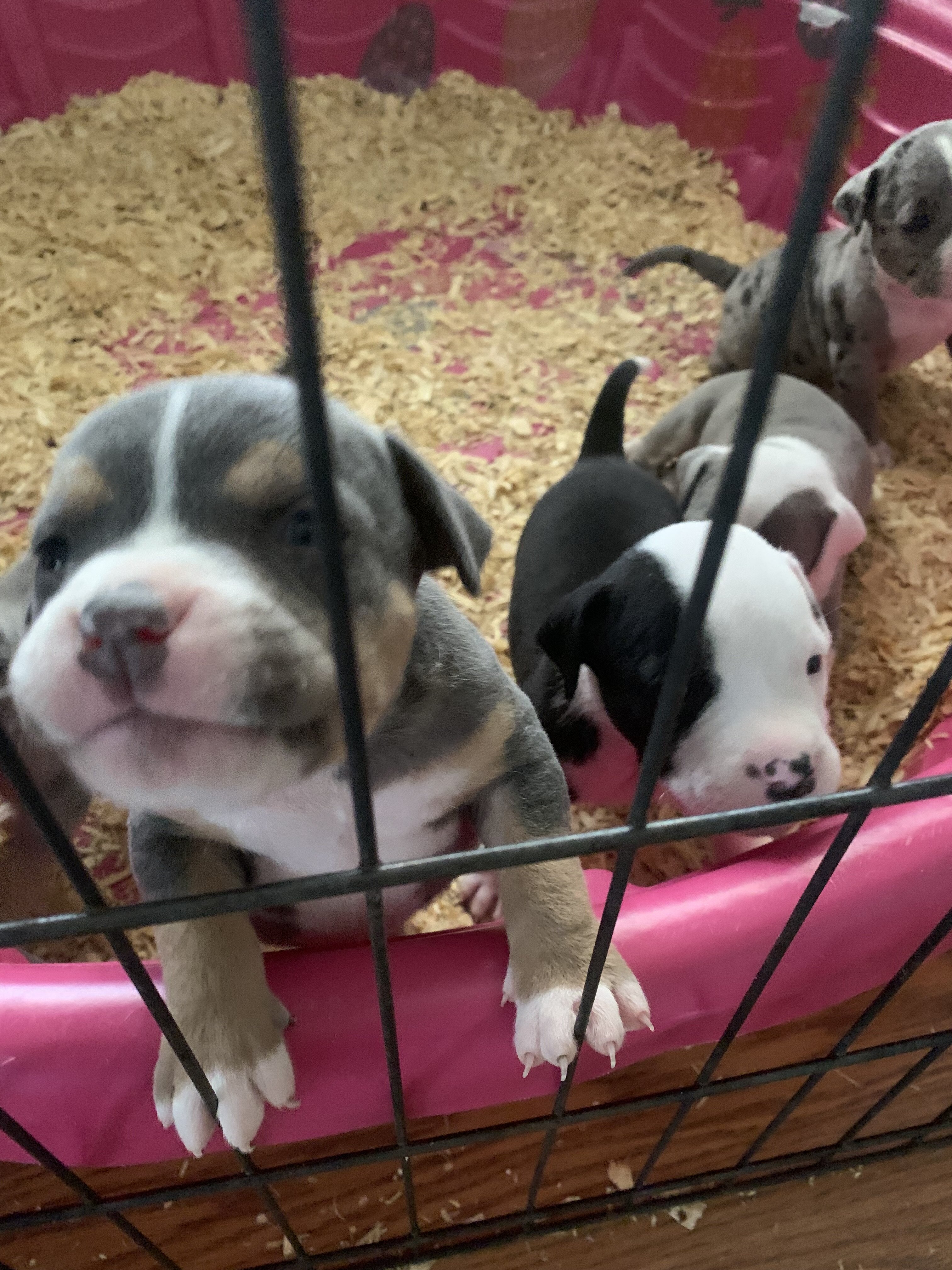 American classic bullies image 7