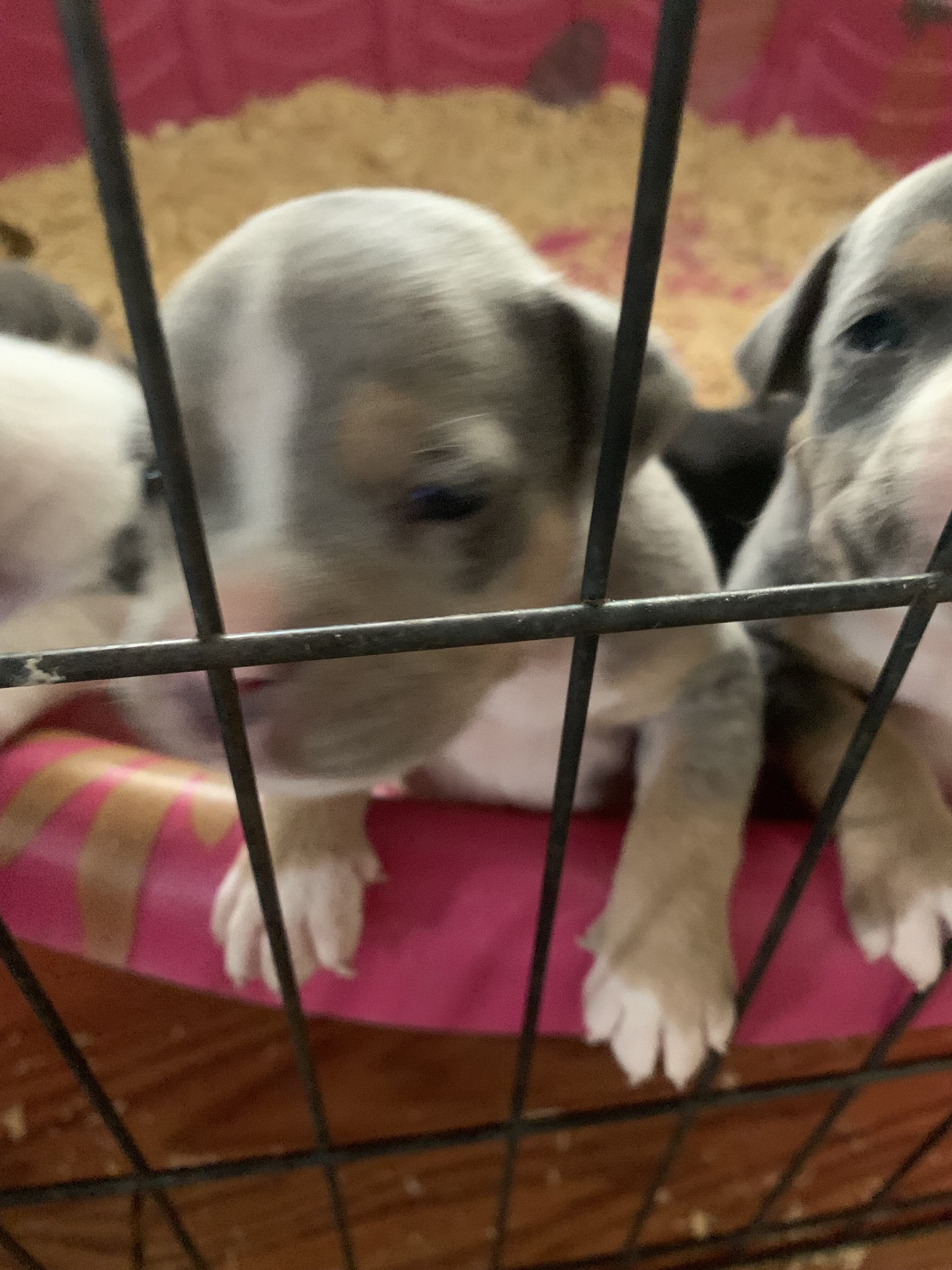 American classic bullies image 6