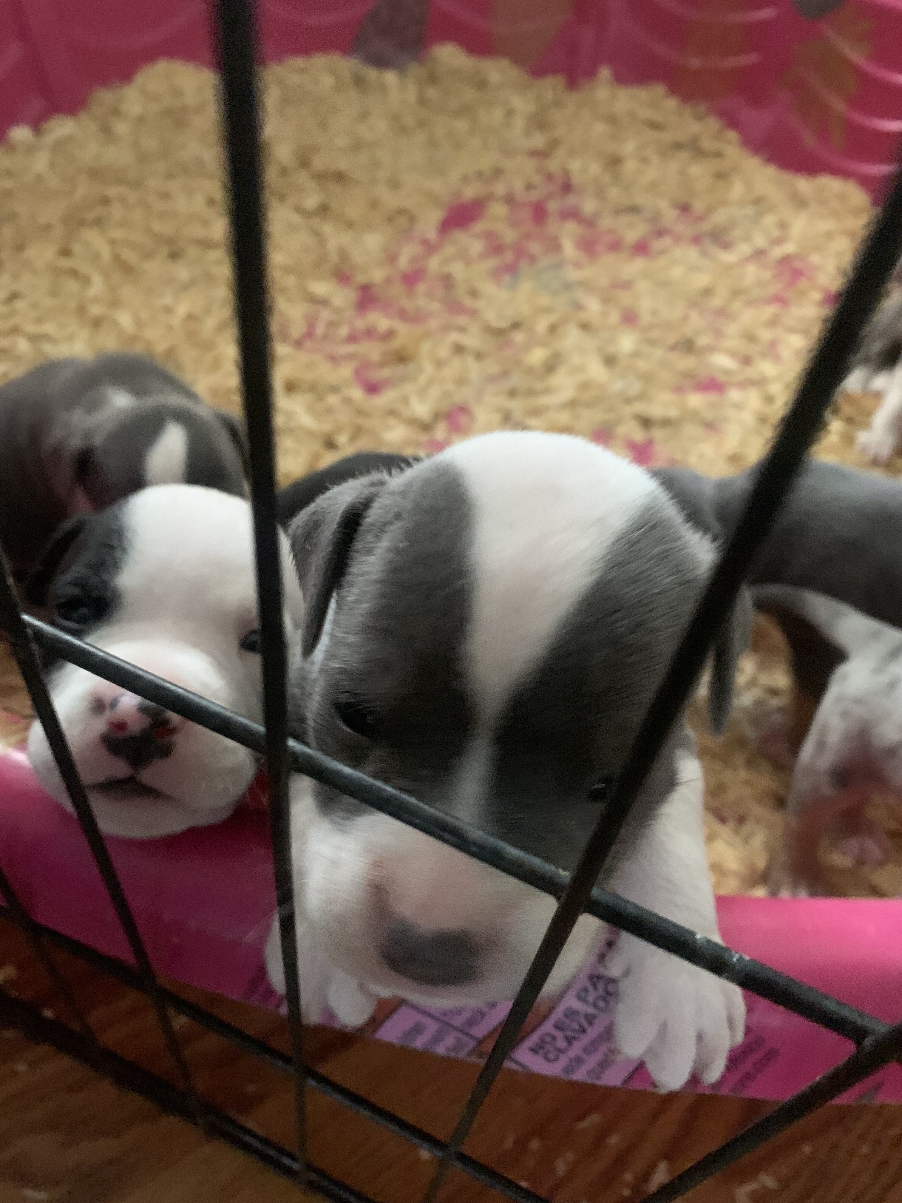American classic bullies image 5
