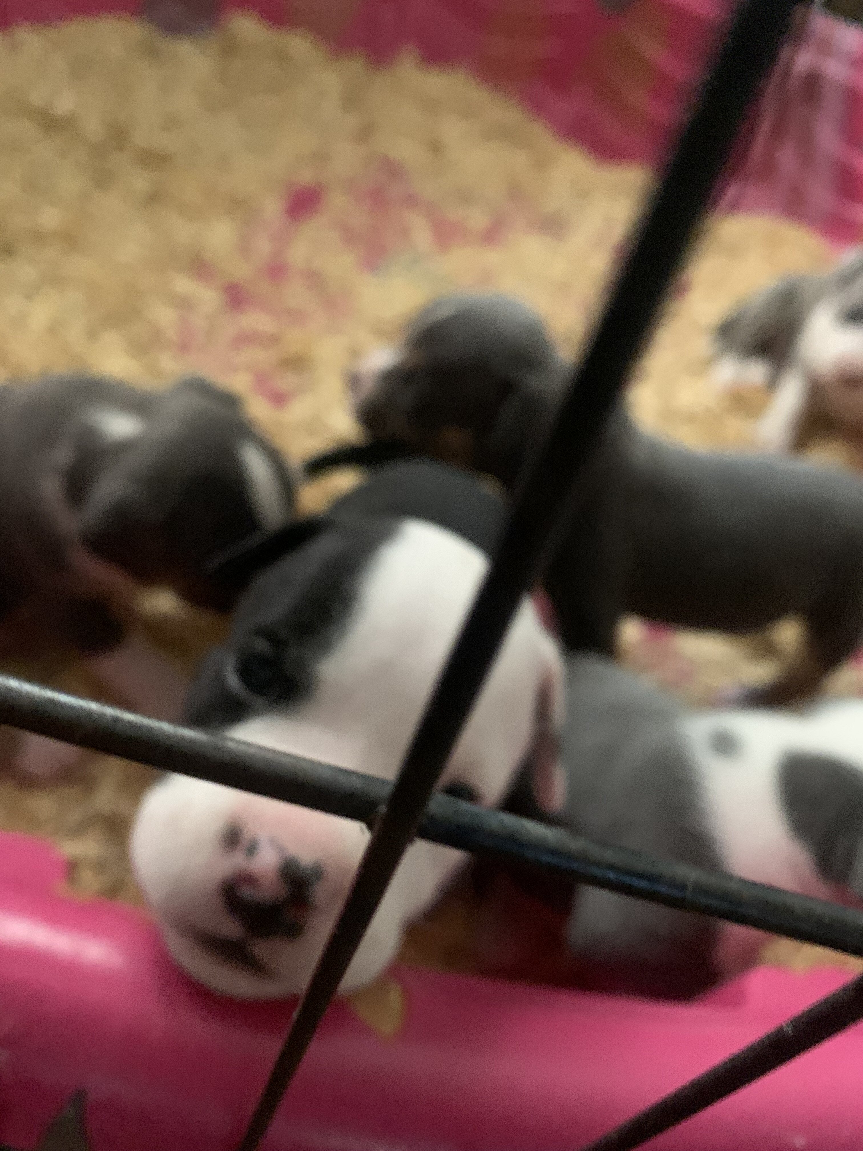 American classic bullies image 4