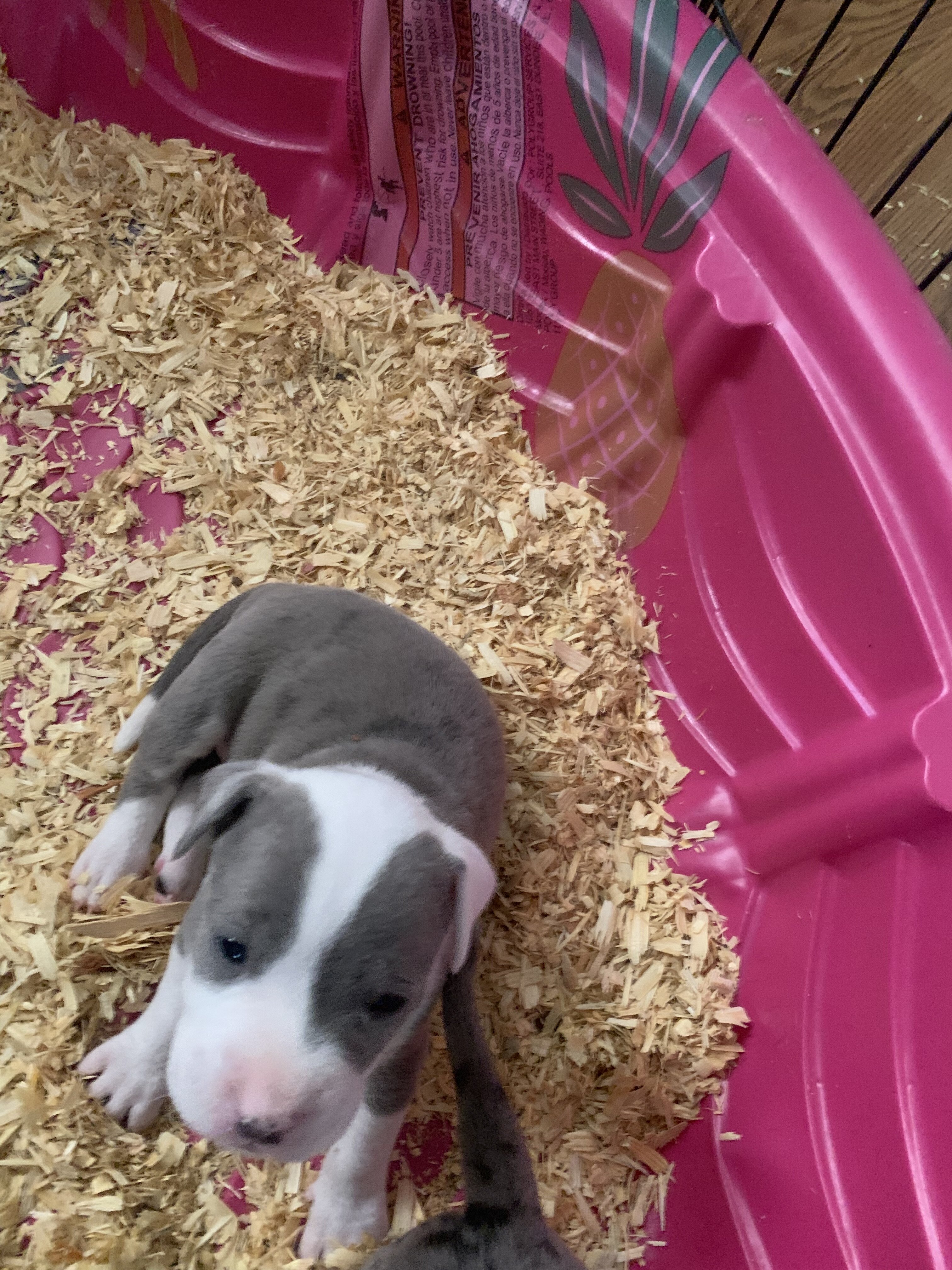 American classic bullies image 3