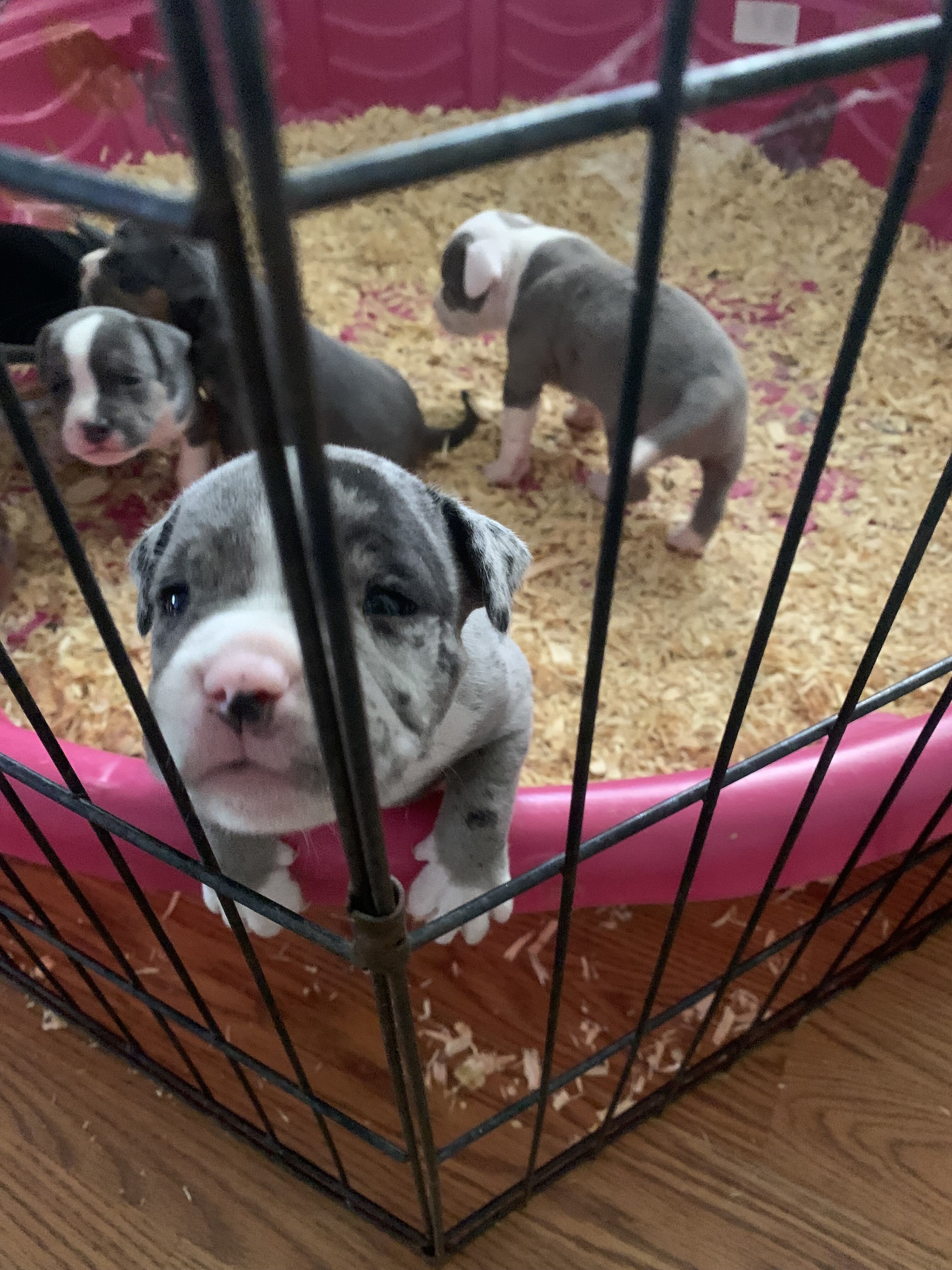American classic bullies image 2