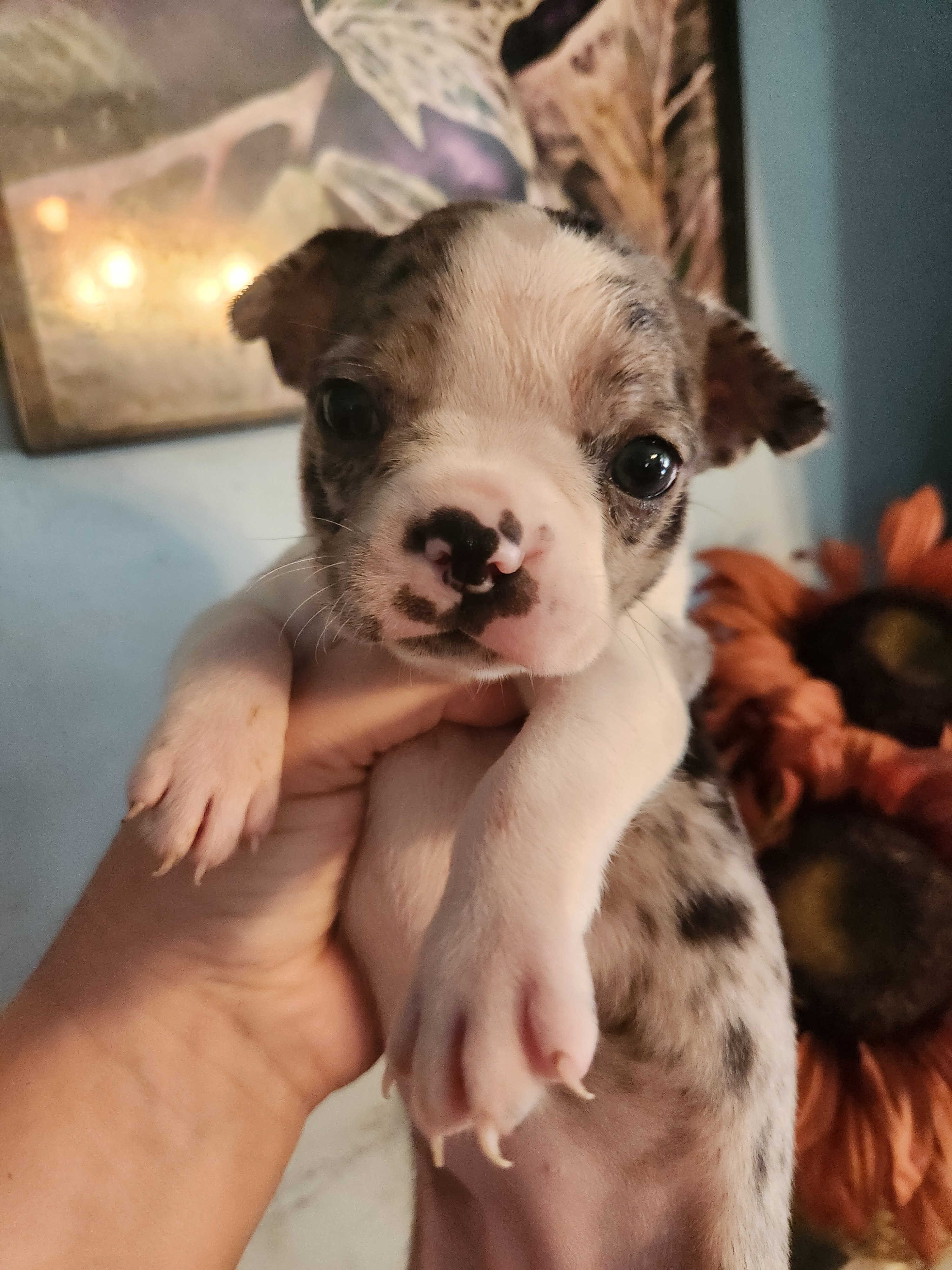 Exotic Merle Boston Terrier image 3