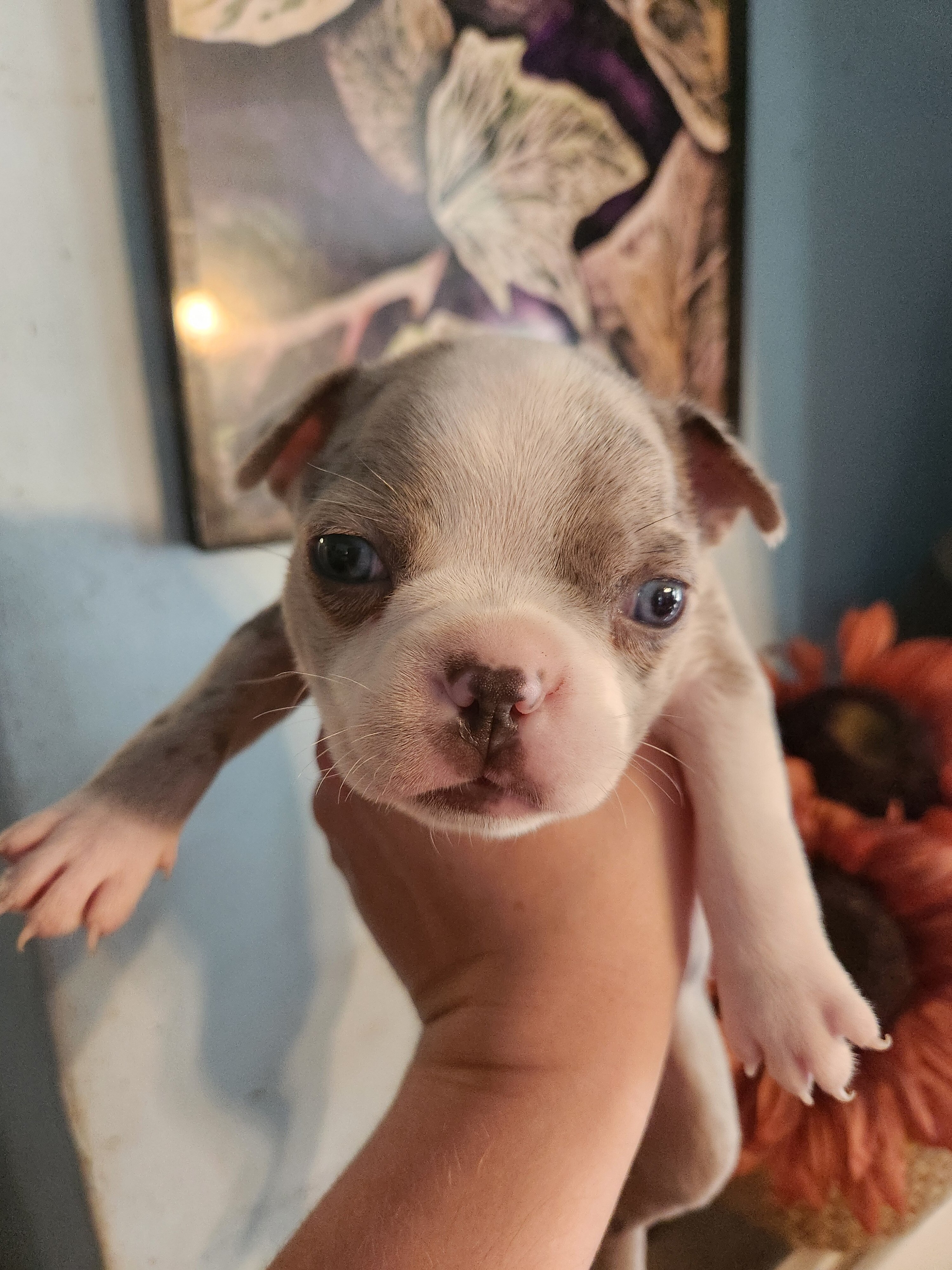 Exotic Boston Terrier Female image 4
