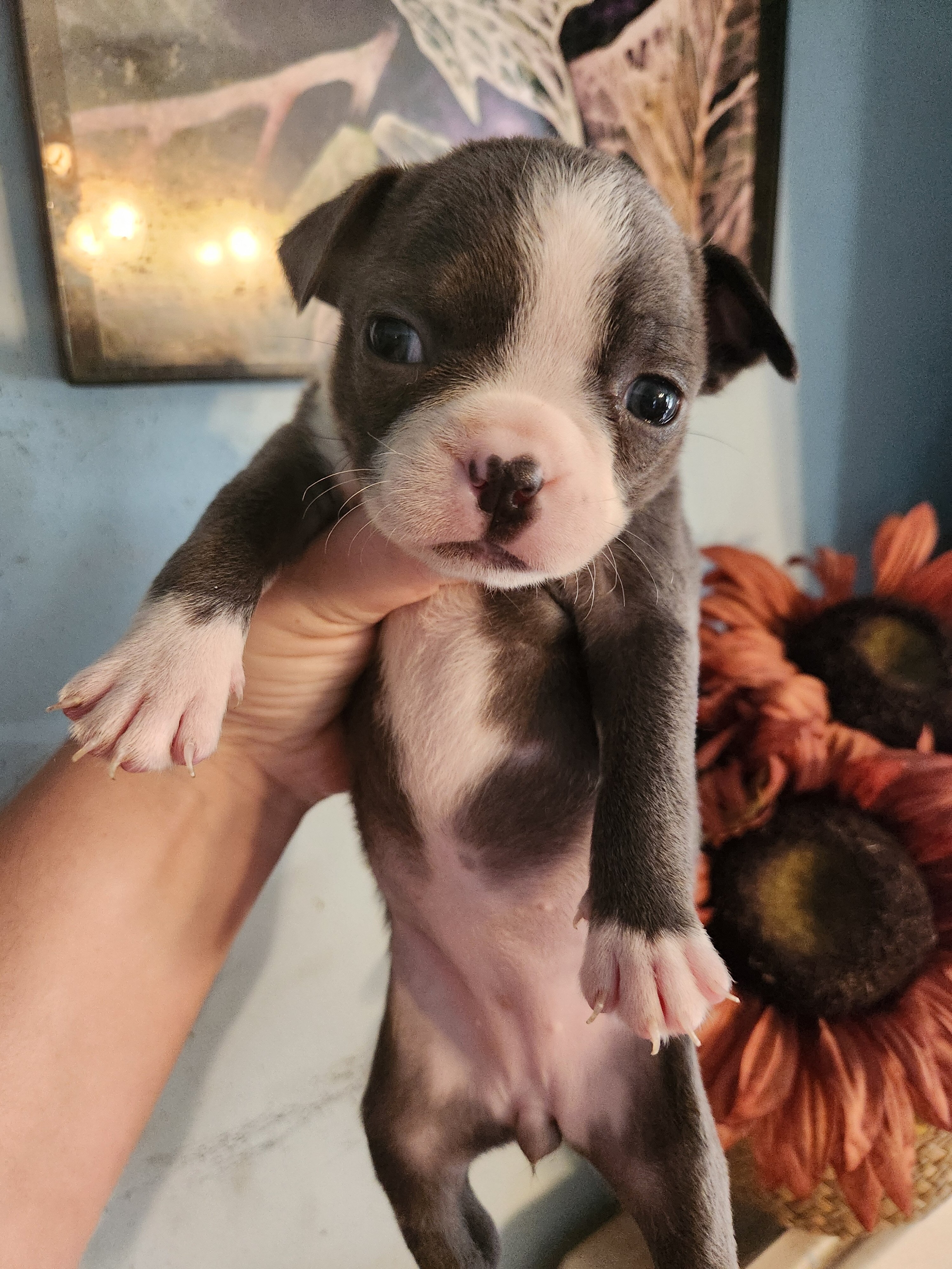 Rare Blue Boston Terrier image 3