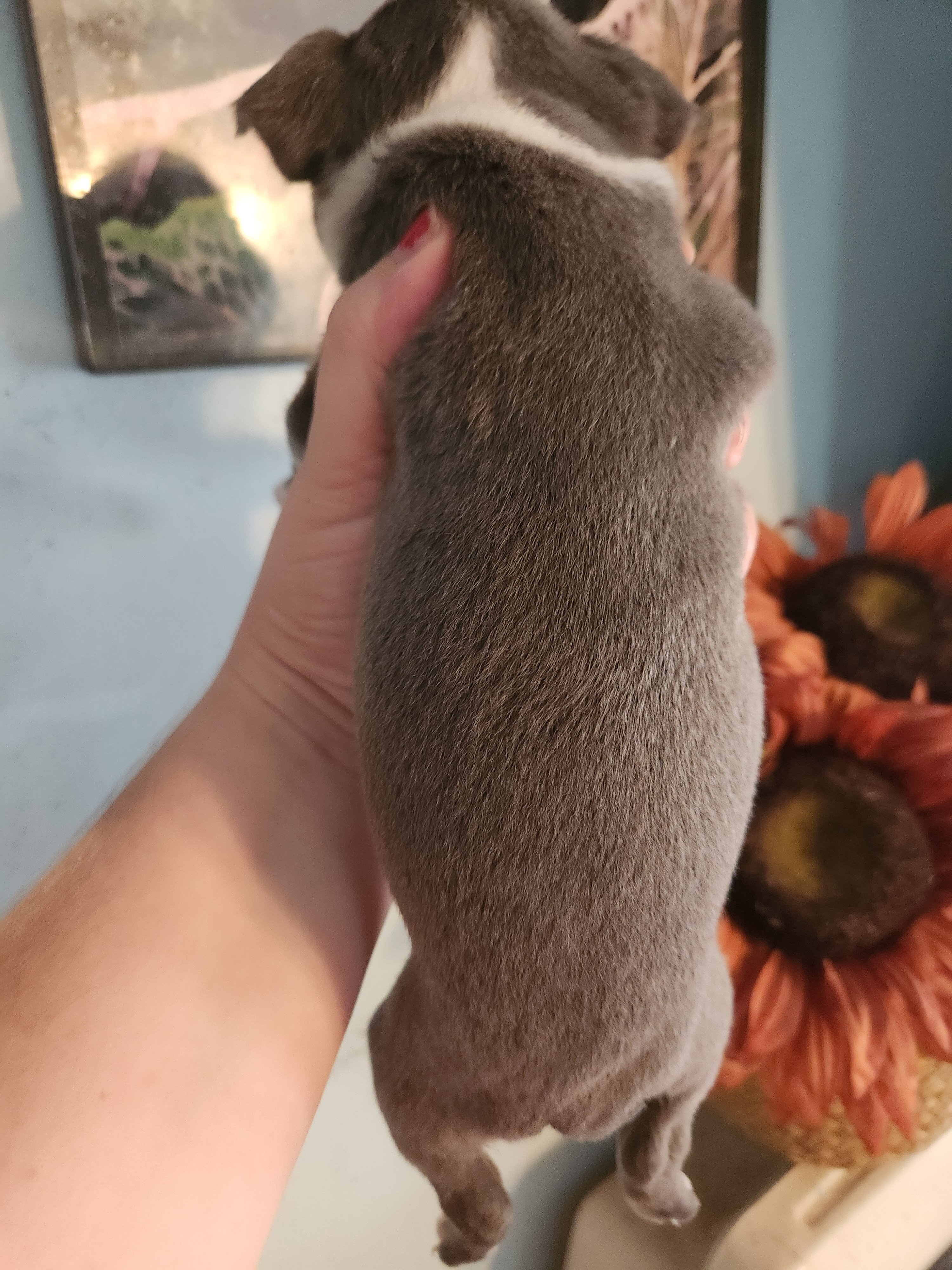 Rare Blue Boston Terrier image 4
