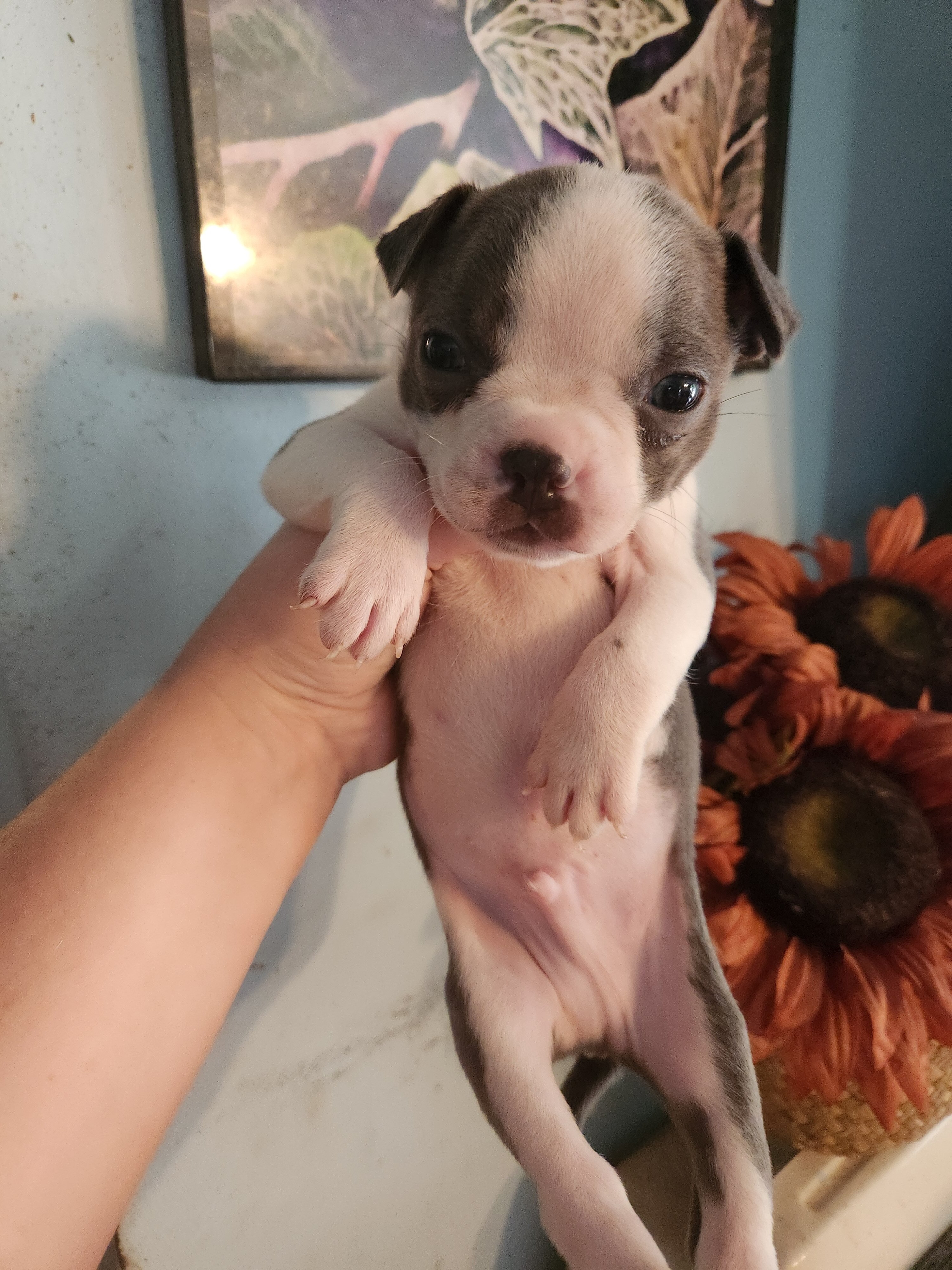 Rare Blue Male Boston Terrier image 3