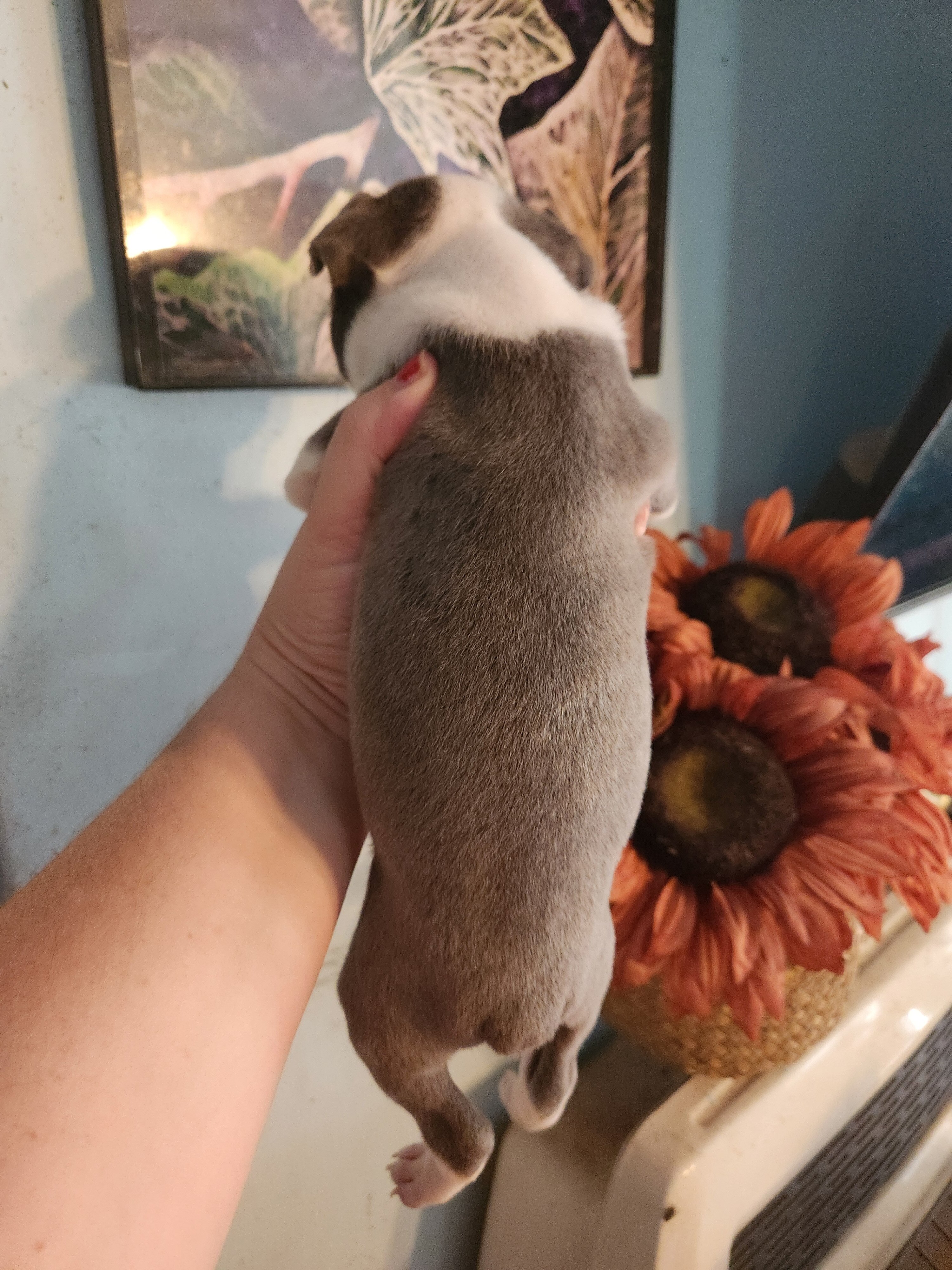 Rare Blue Male Boston Terrier image 4