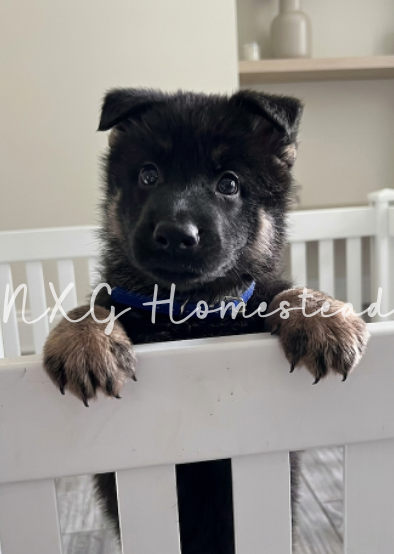 German Shepherd Puppies image 3