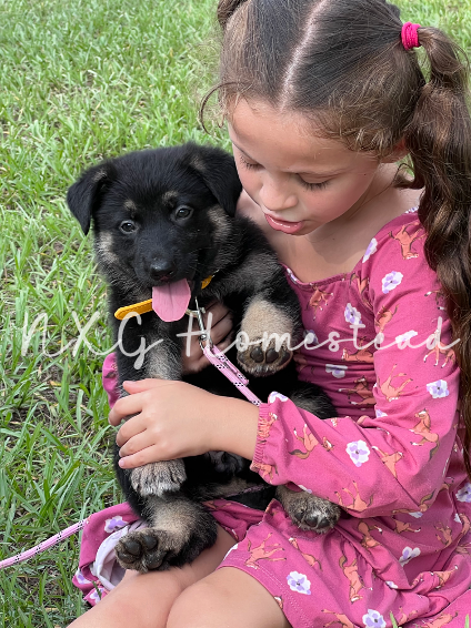 German Shepherd Puppies image 1
