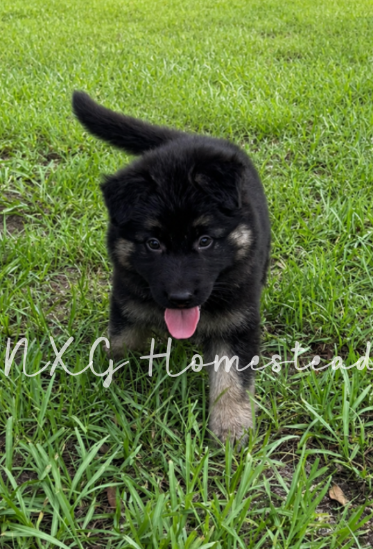 German Shepherd Puppies image 2