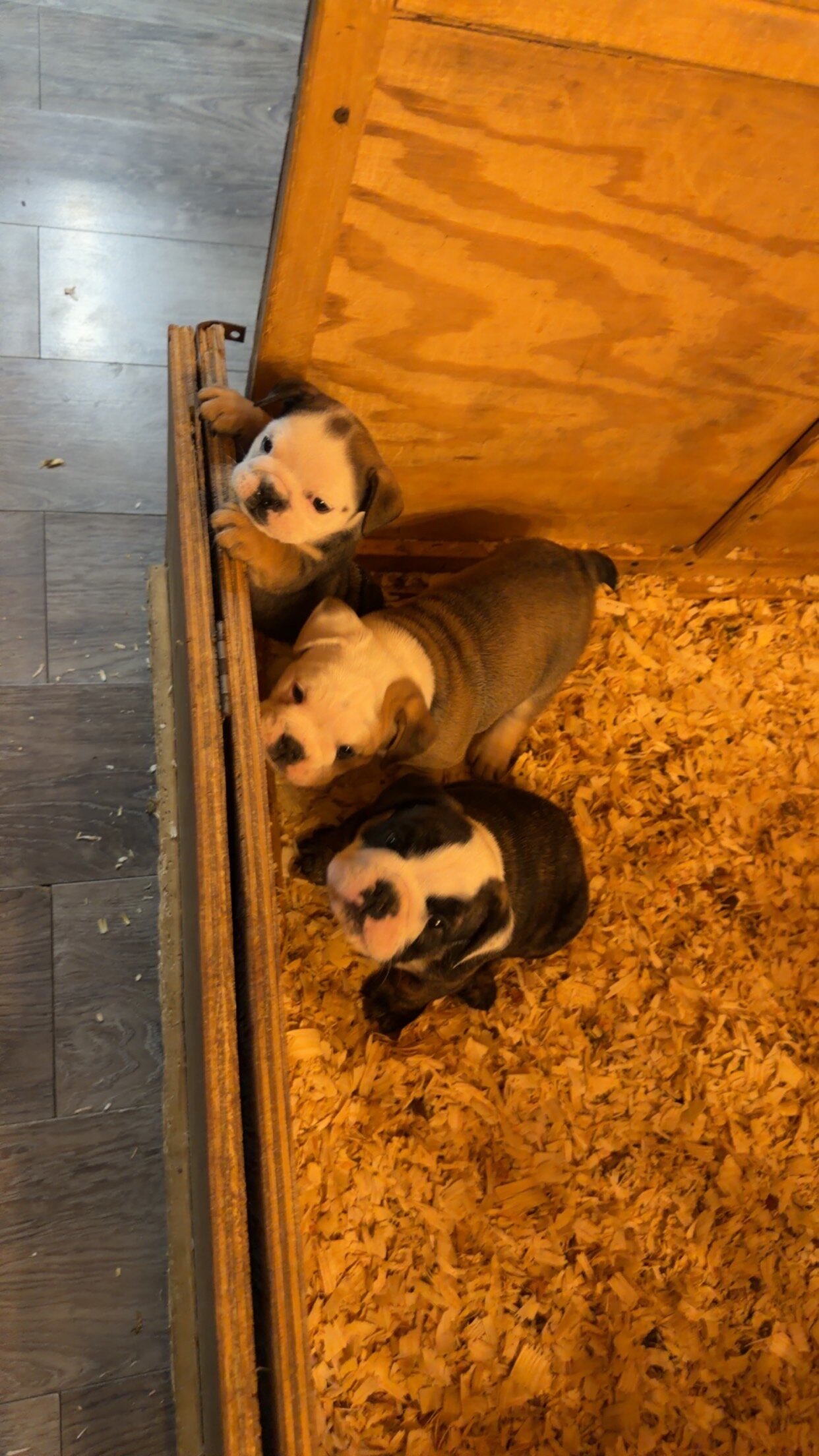 AKC English Bulldog image 6