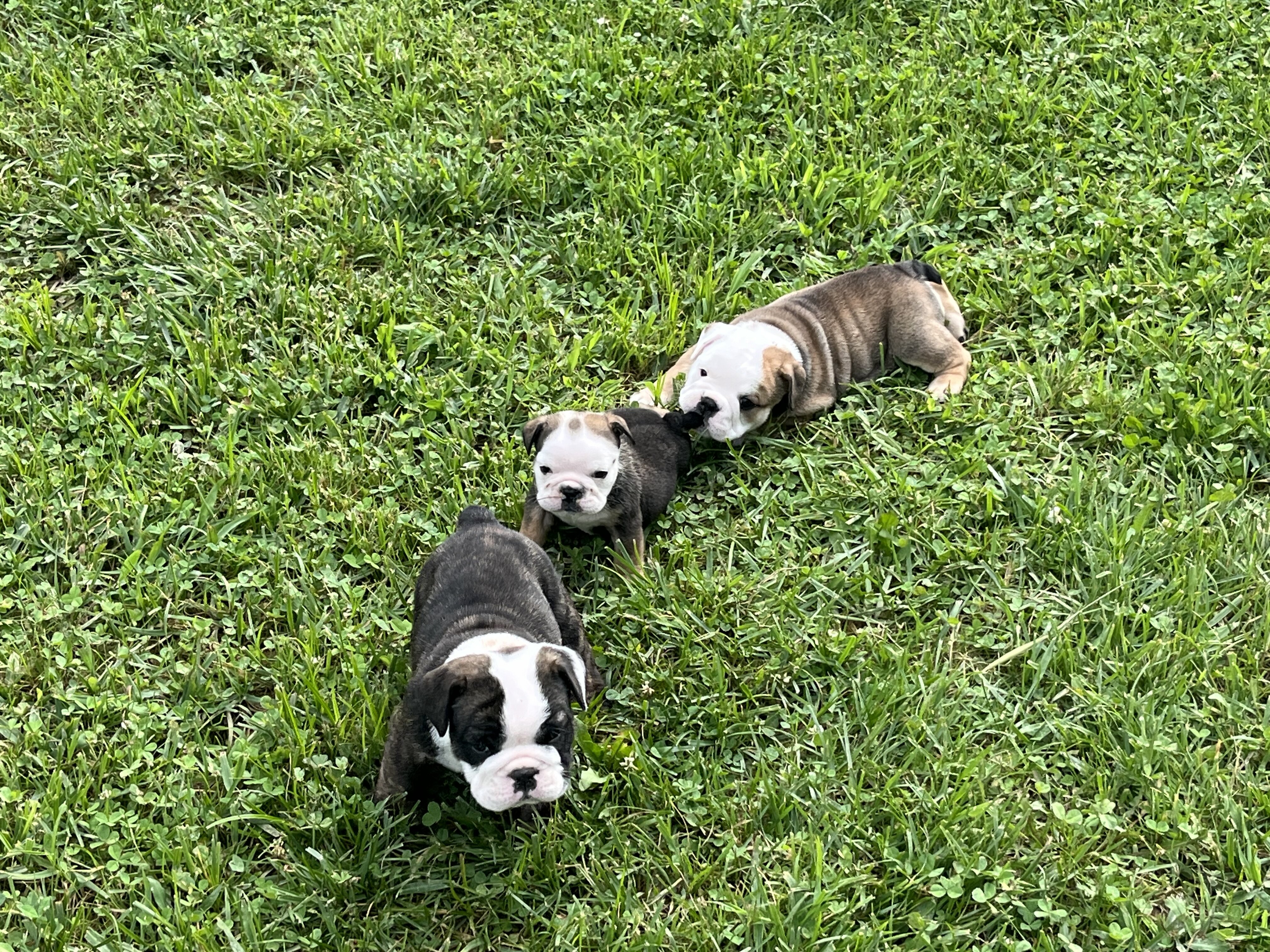 AKC English Bulldog image 5