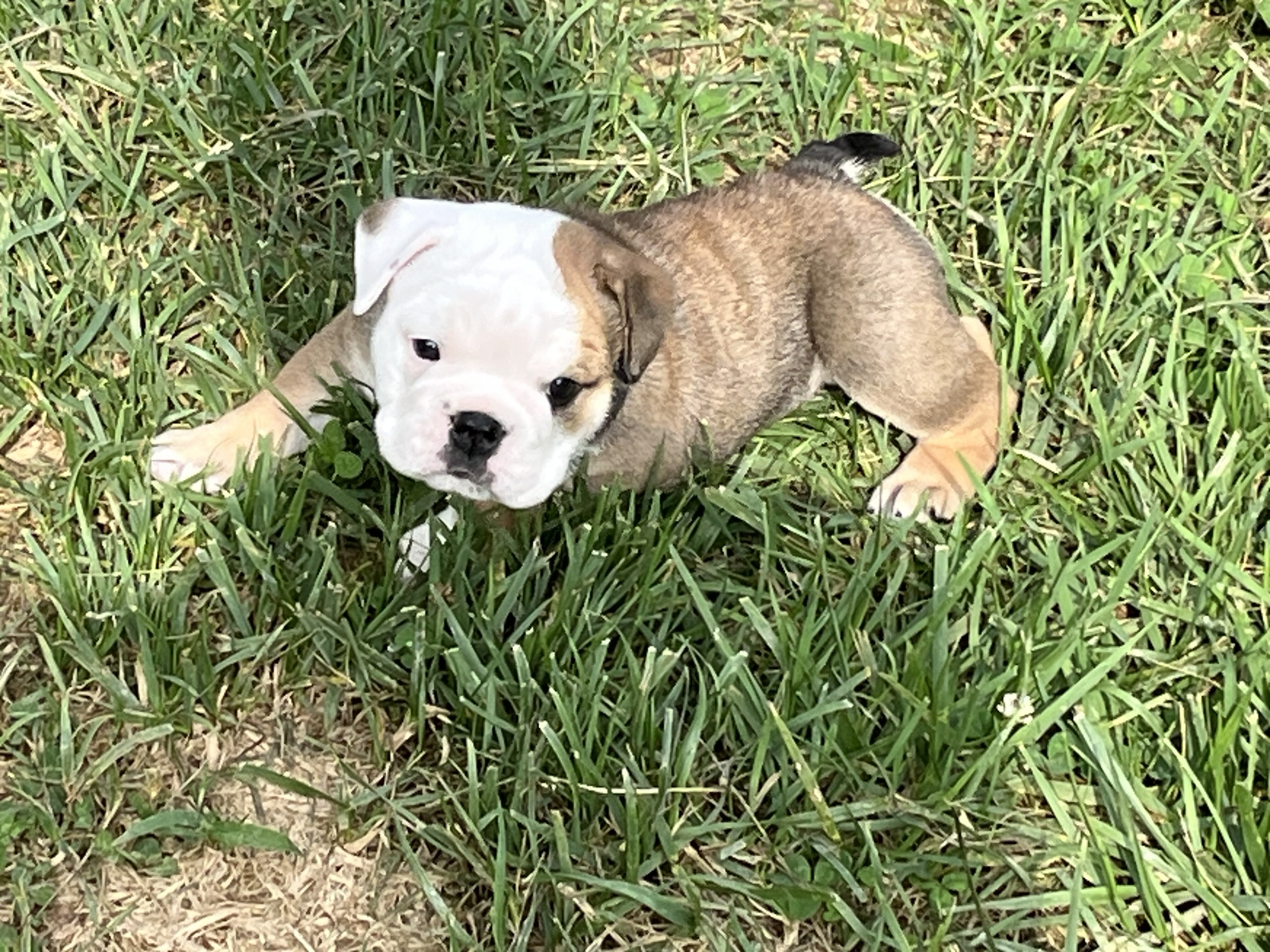 AKC English Bulldog image 8