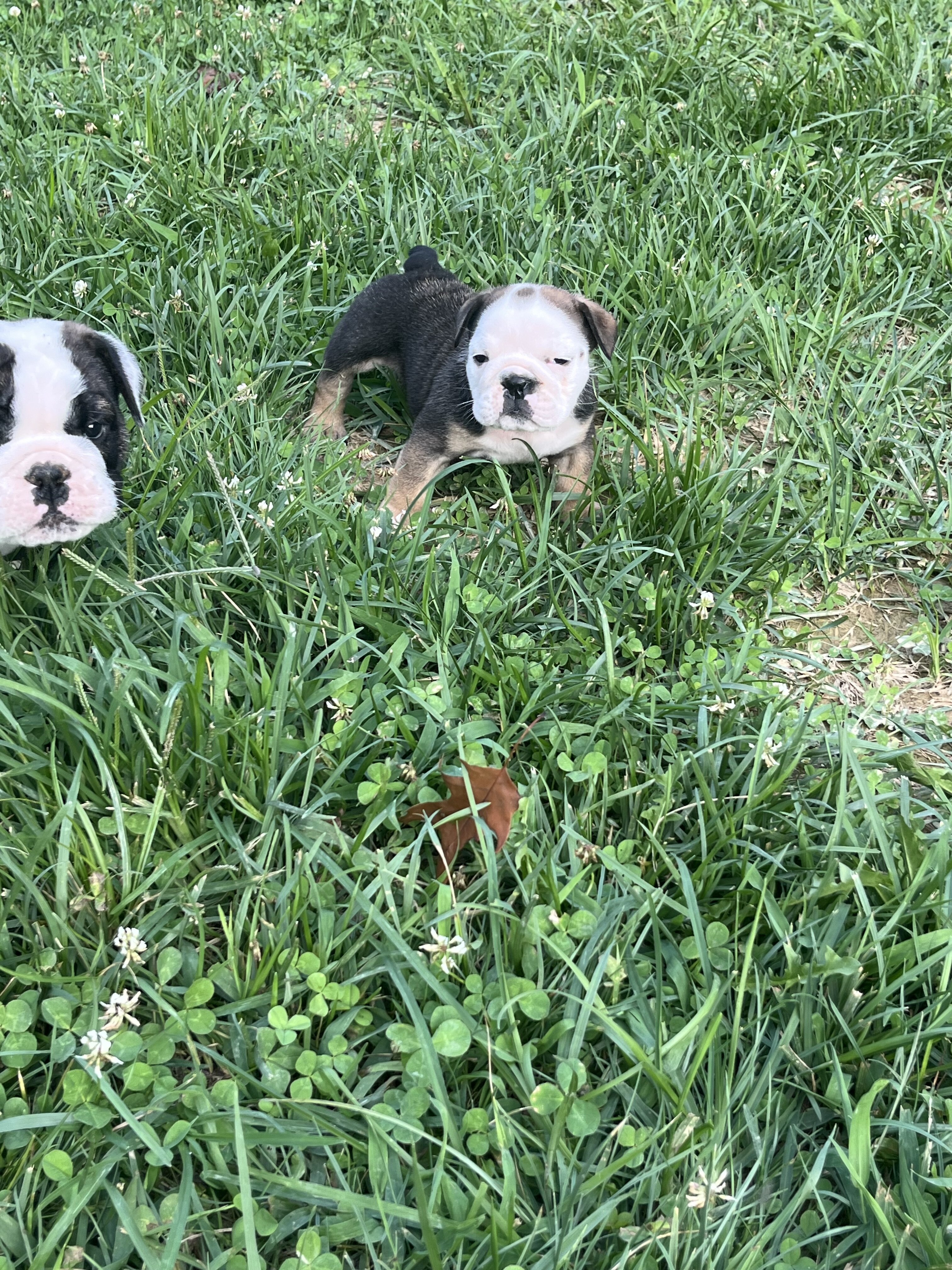 AKC English Bulldog image 7