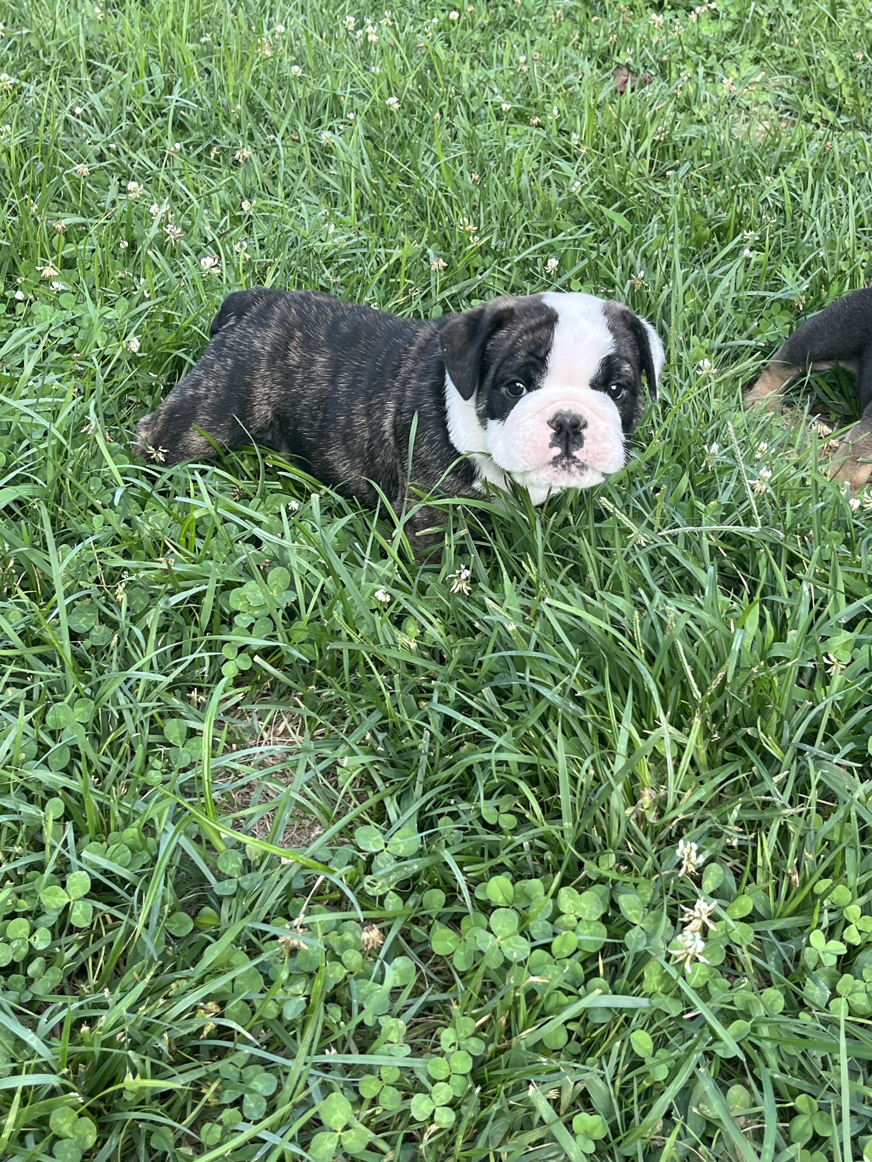 AKC English Bulldog image 9