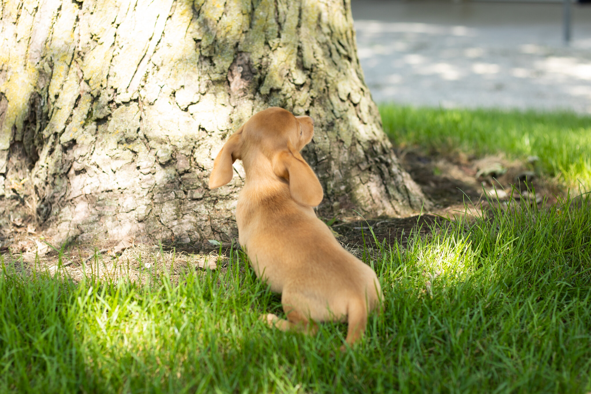 AKC Mini Dachshund female pup in Indiana (Bella) image 10
