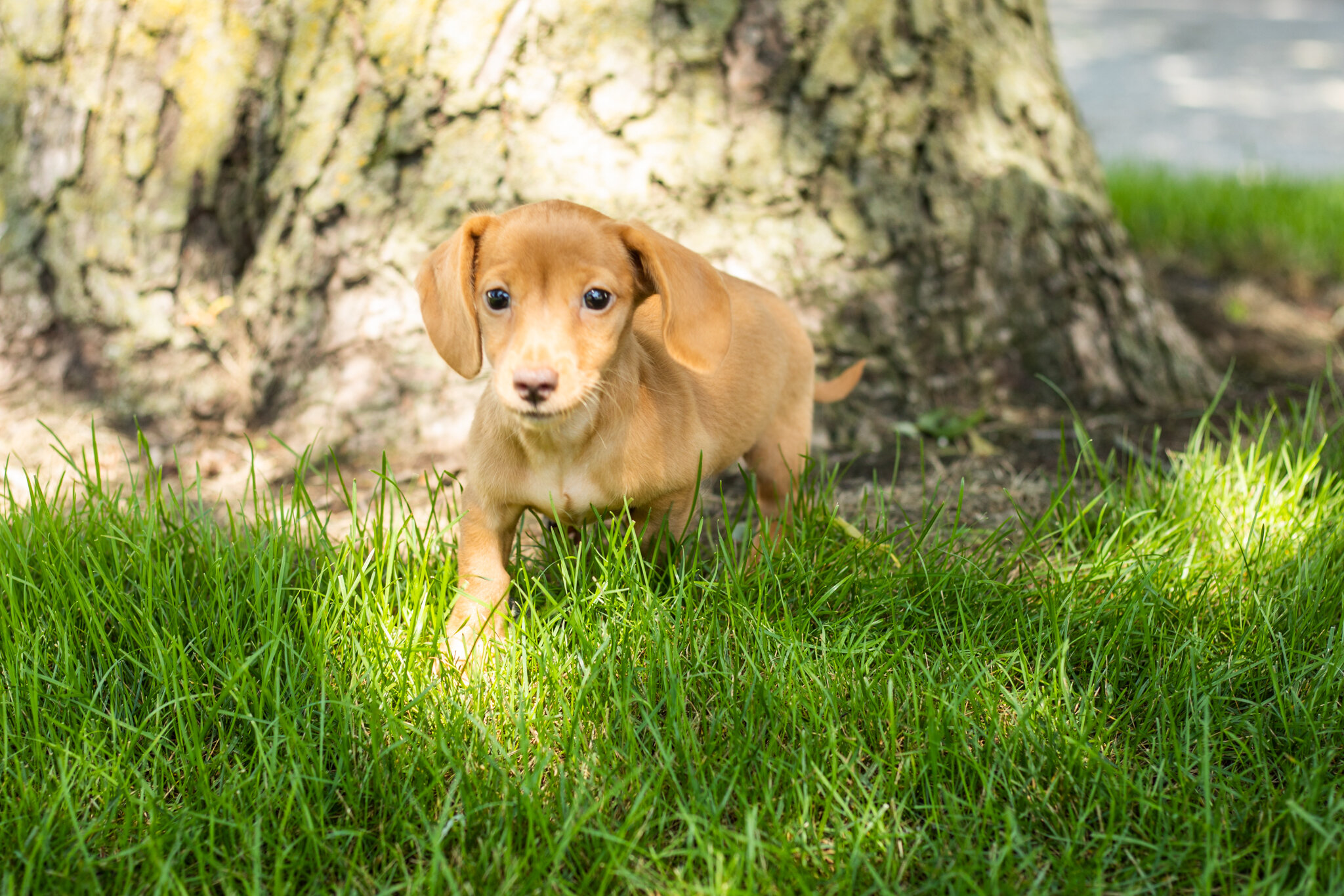 AKC Mini Dachshund female pup in Indiana (Bella) image 5