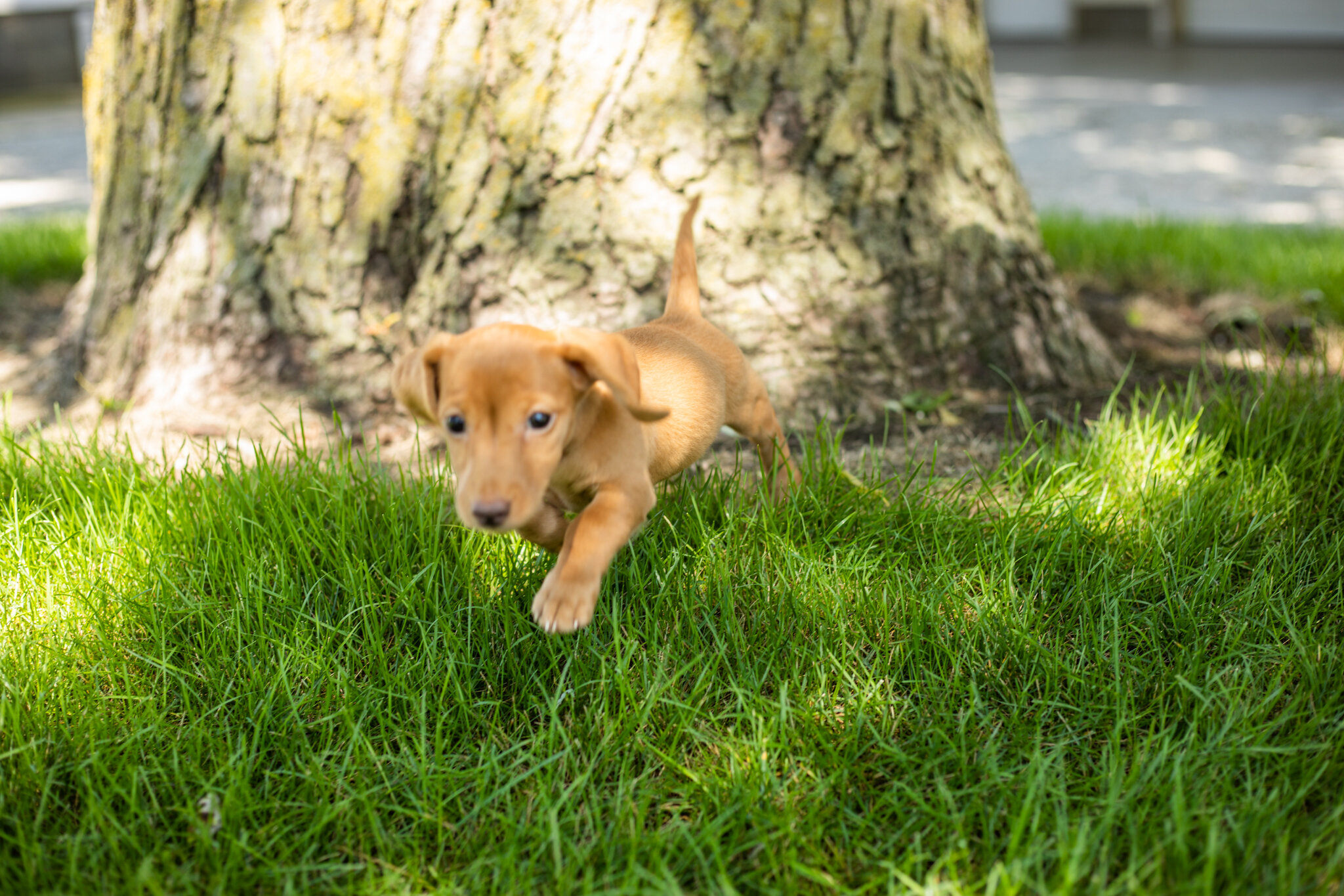 AKC Mini Dachshund female pup in Indiana (Bella) image 6