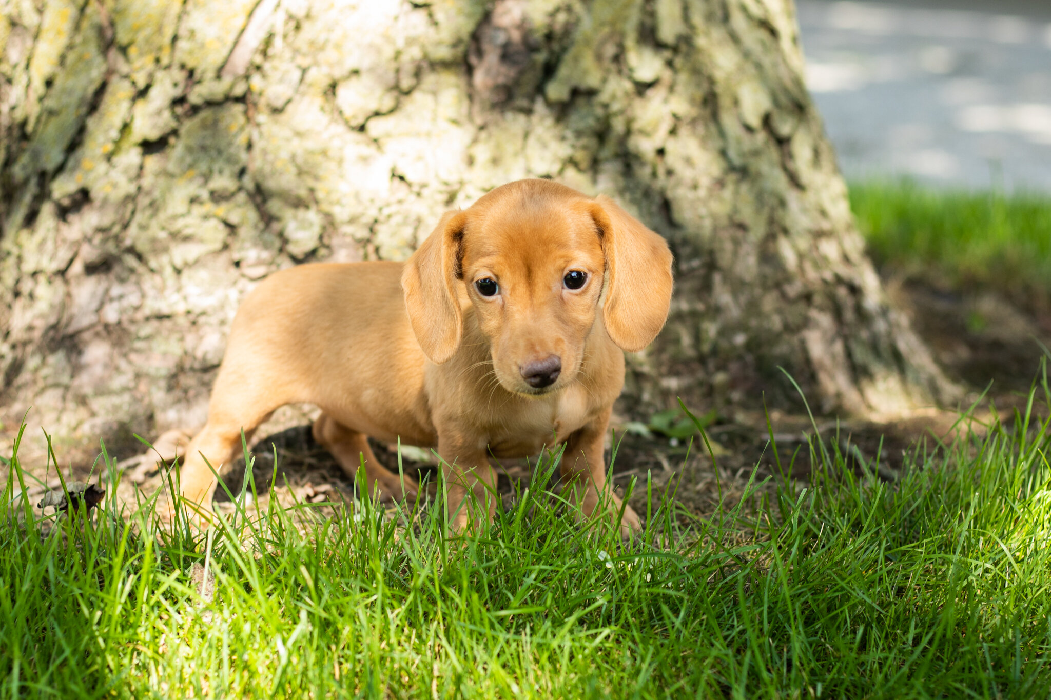 AKC Mini Dachshund female pup in Indiana (Bella) image 7