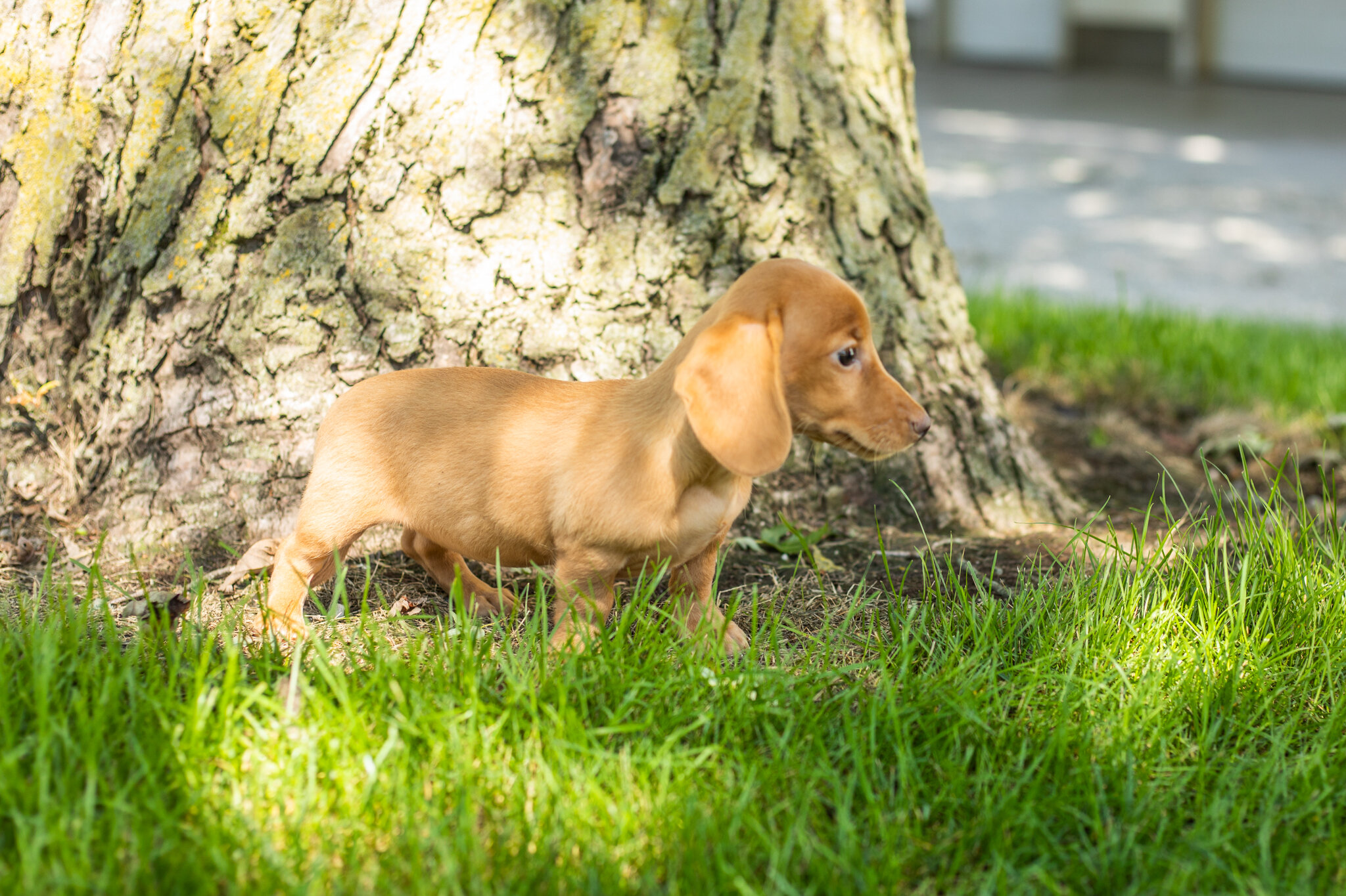 AKC Mini Dachshund female pup in Indiana (Bella) image 9