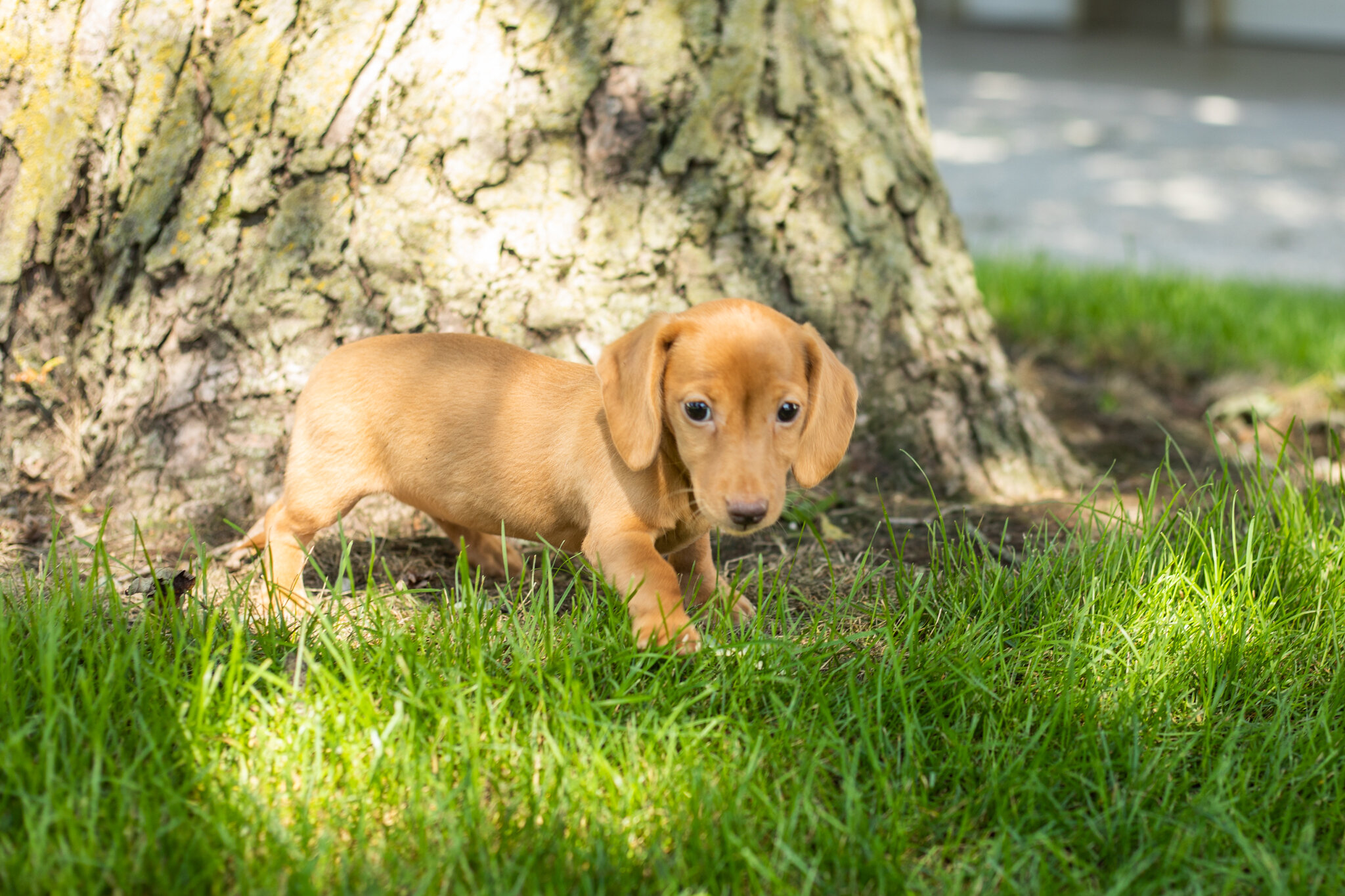 AKC Mini Dachshund female pup in Indiana (Bella) image 8