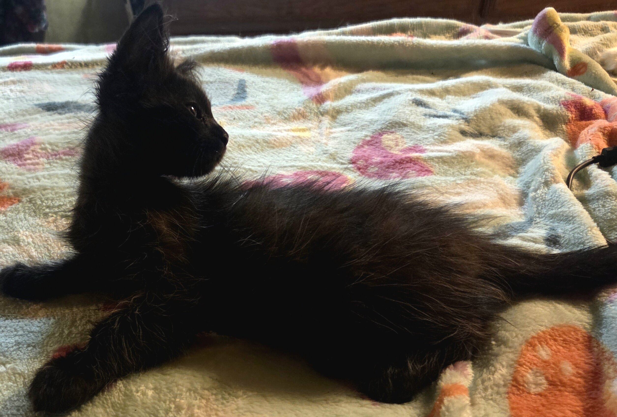 2 Maine Coon Kittens, Registered with the CFA image 1