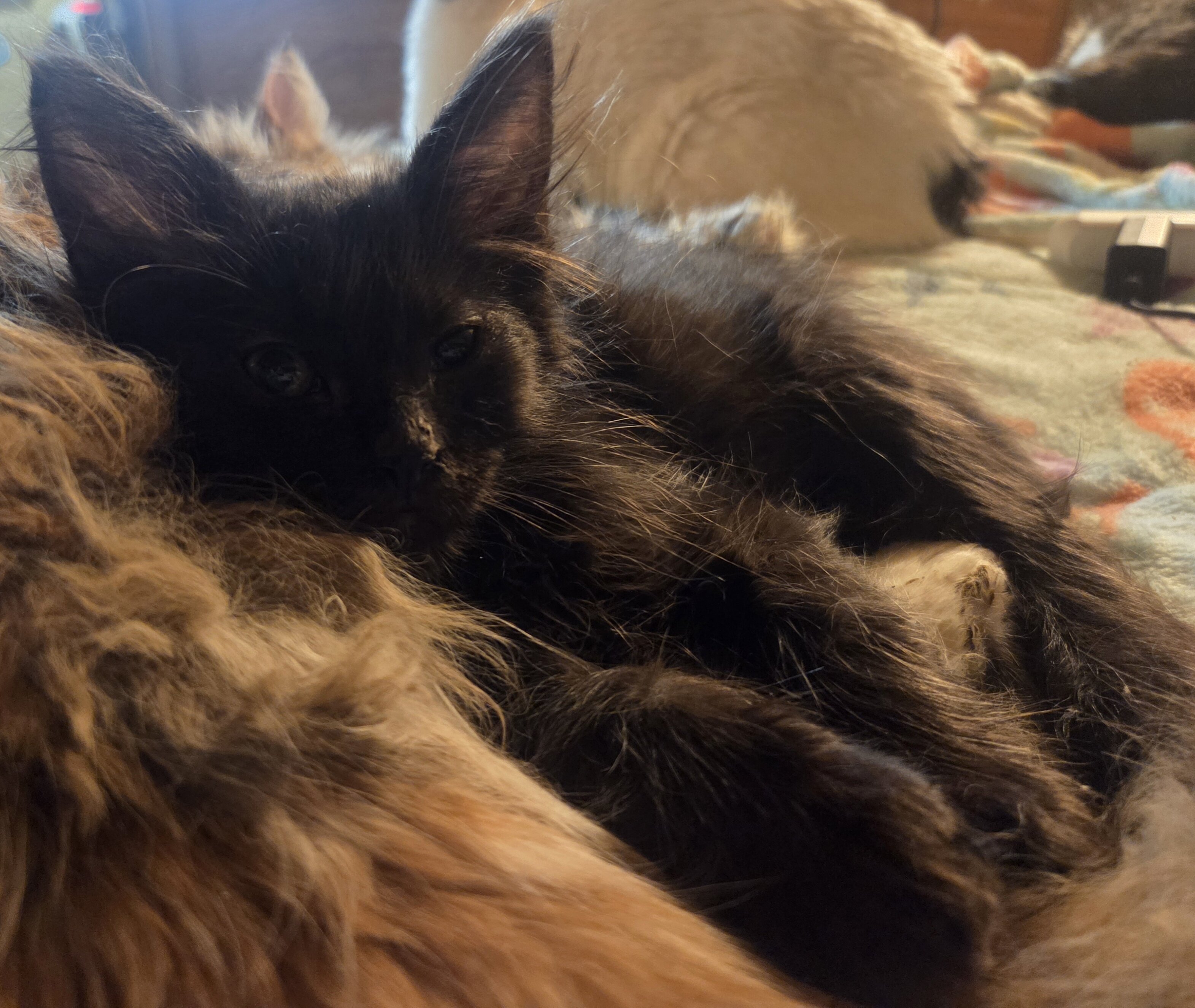 2 Maine Coon Kittens, Registered with the CFA image 4