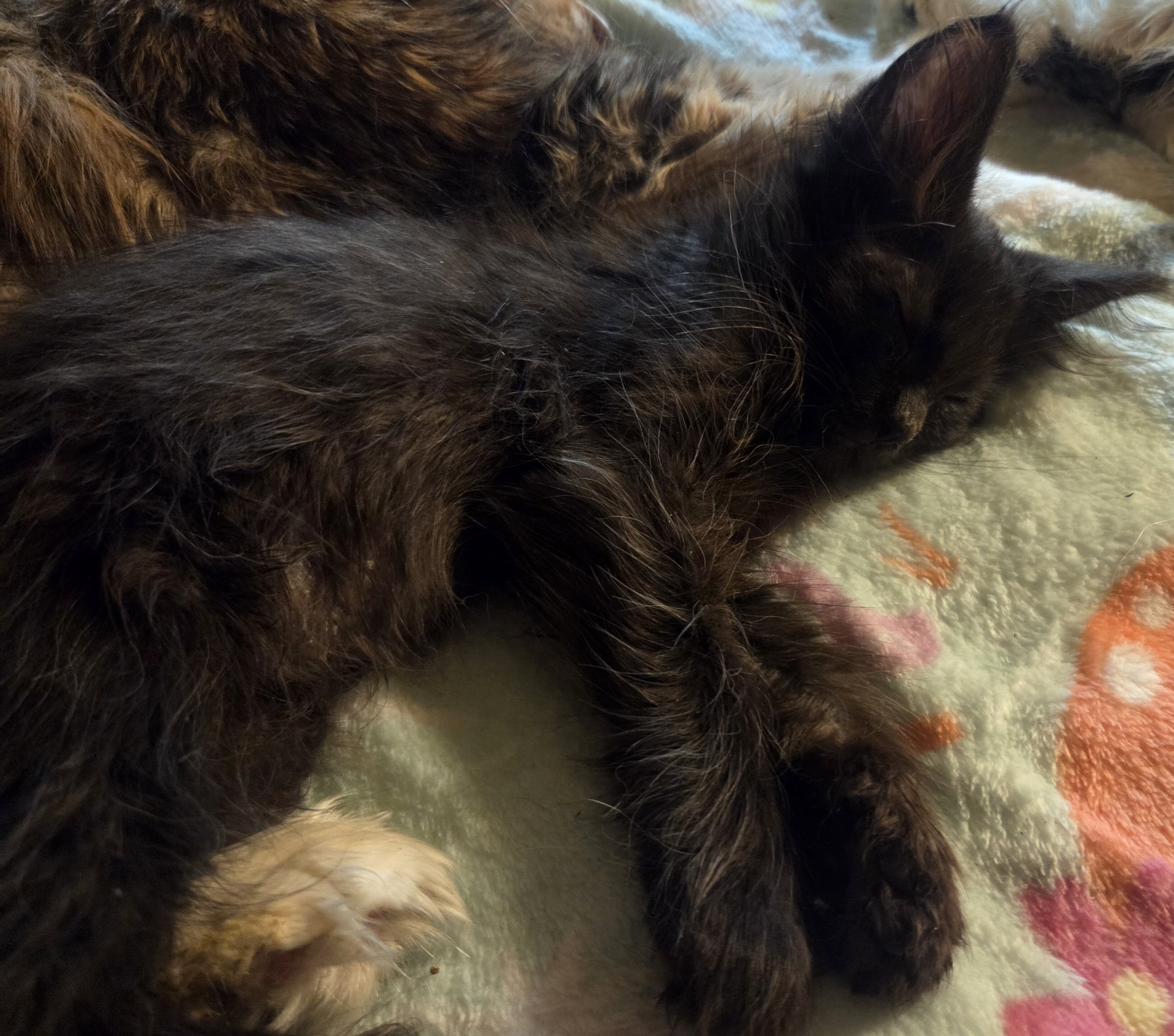 2 Maine Coon Kittens, Registered with the CFA image 5