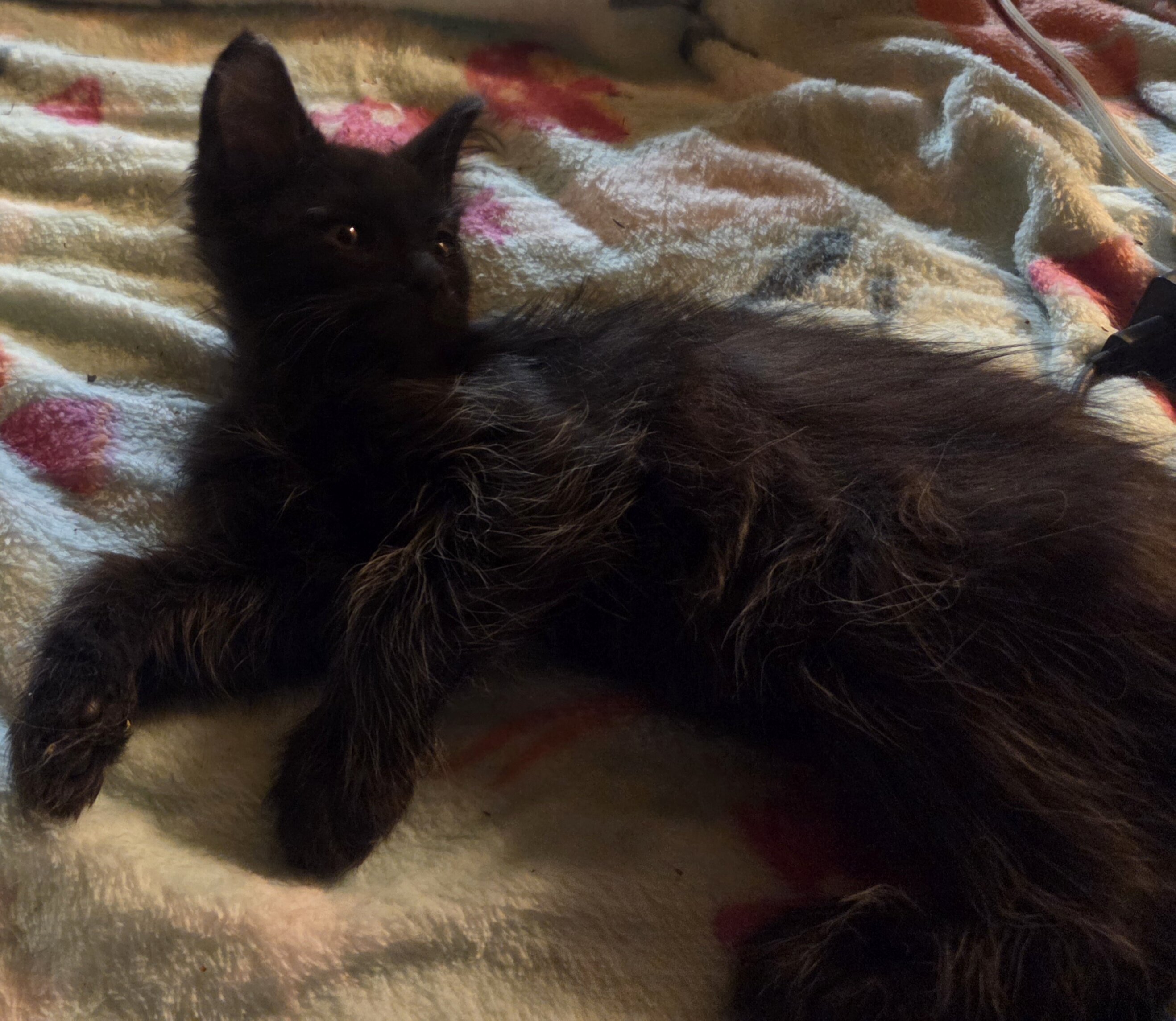 2 Maine Coon Kittens, Registered with the CFA image 8