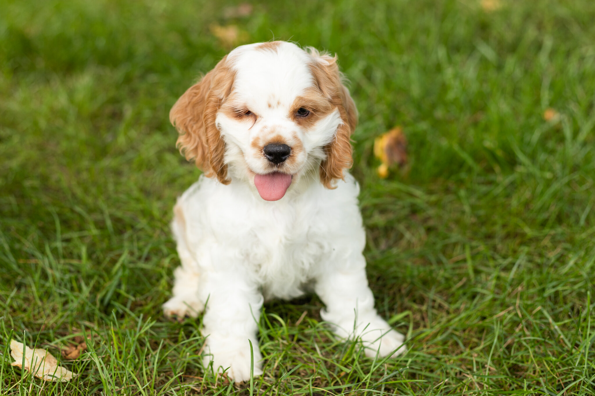 AKC Cocker Spaniel male pup in Indiana (Reggie) image 1