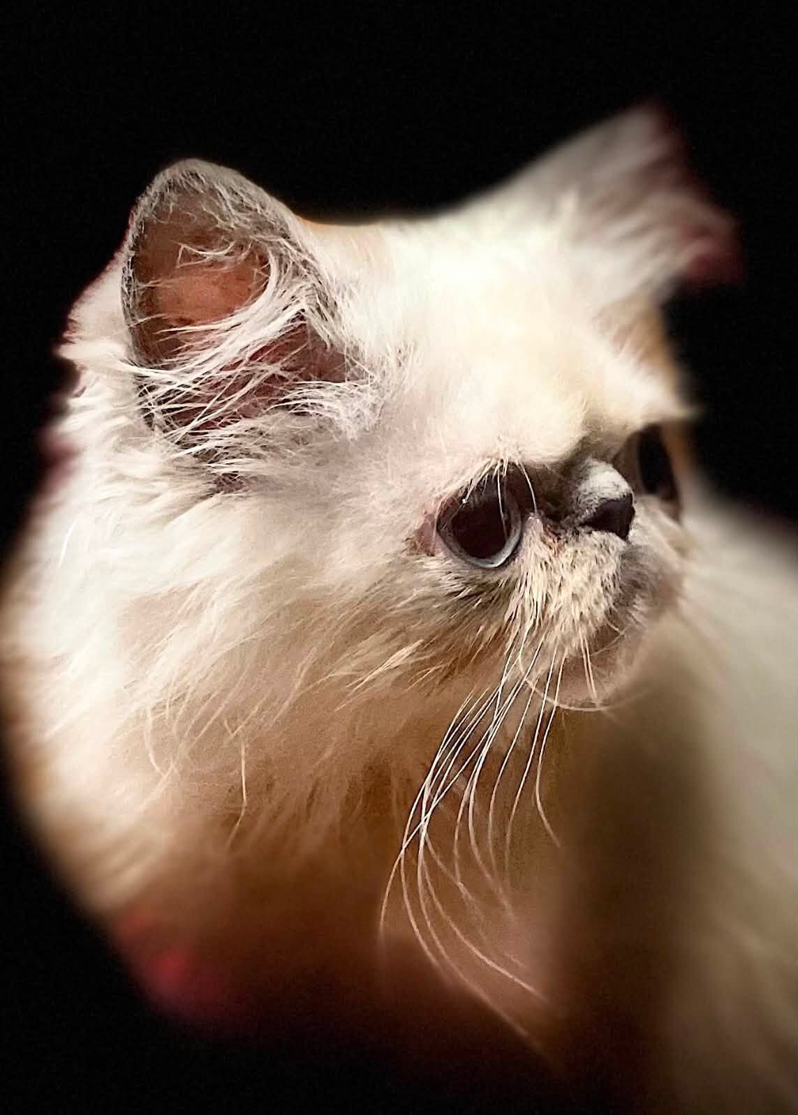 Persian / Himalayan Kittens image 2