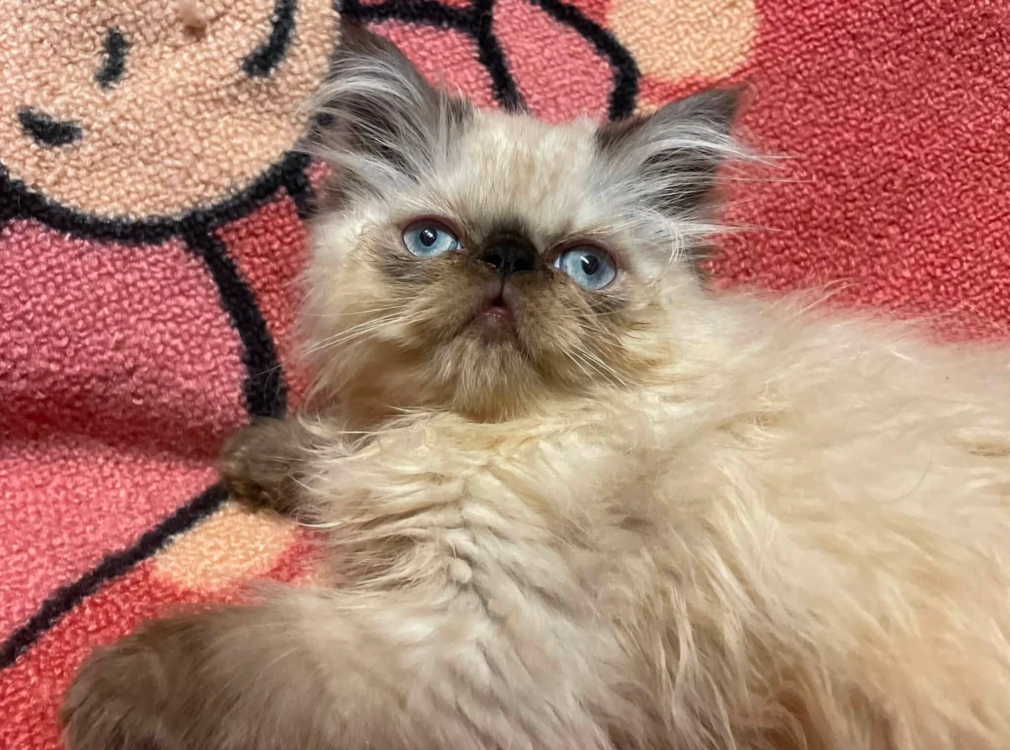 Persian / Himalayan Kittens image 3