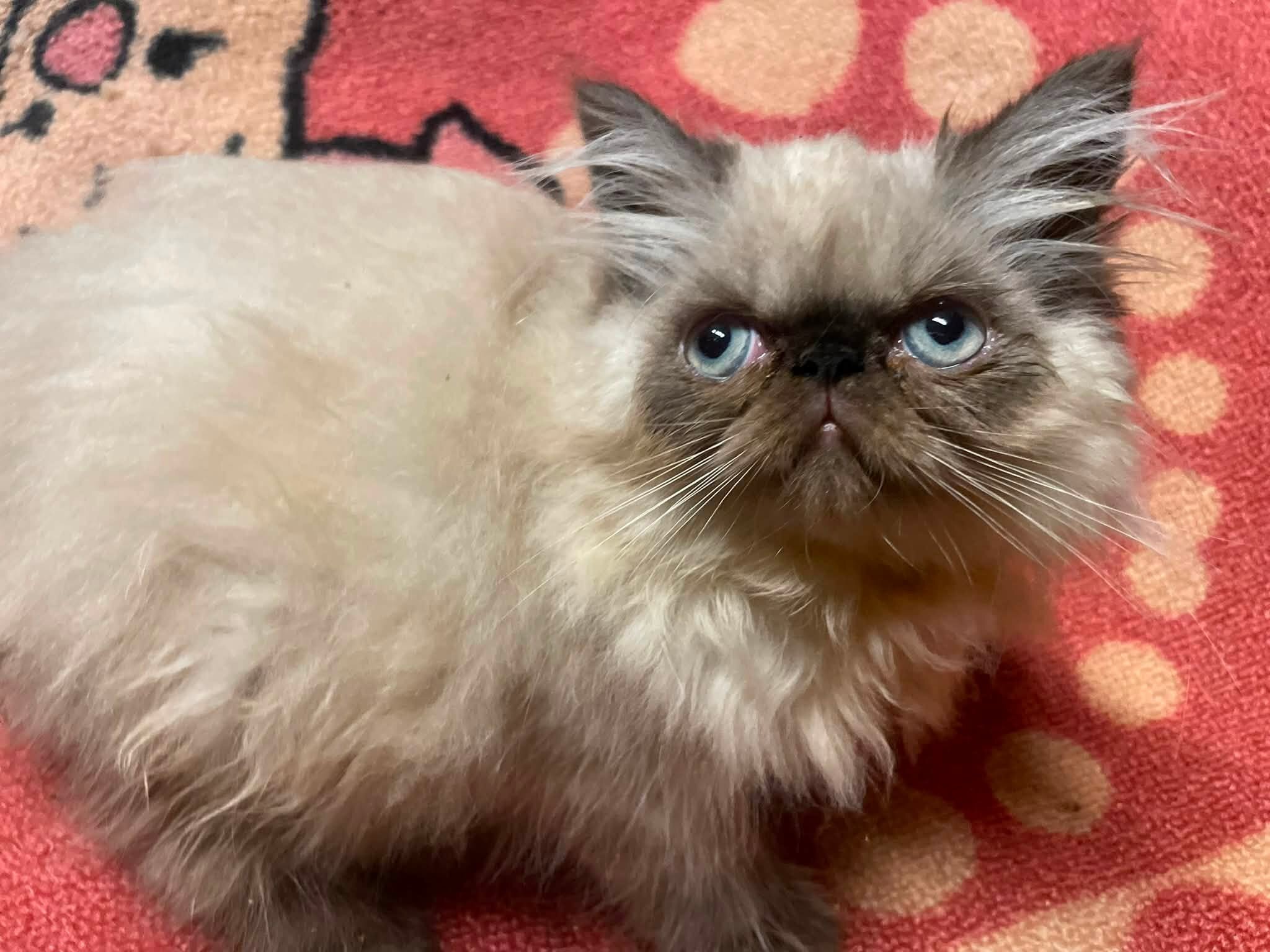 Persian / Himalayan Kittens image 4